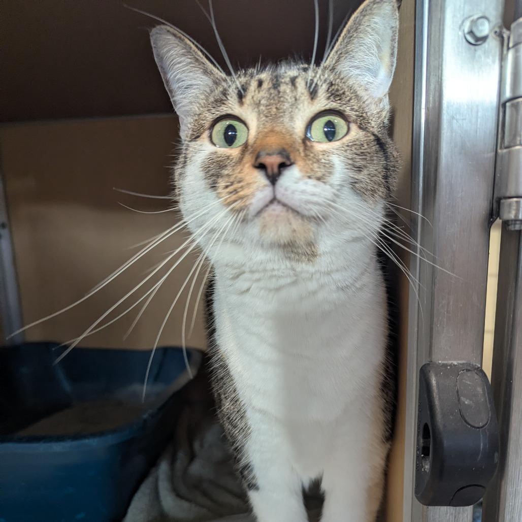 Enlarge Charlotte FKA Charlottesville, a Adoptable Domestic Short Hair in Chesapeake, VA image 6/6