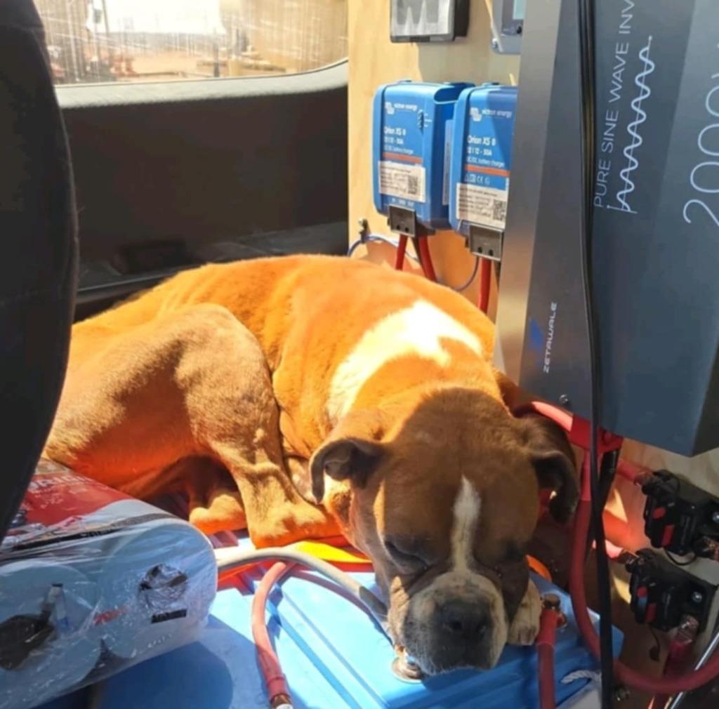 Piper, Adoptable, Adult Female Mixed Breed.