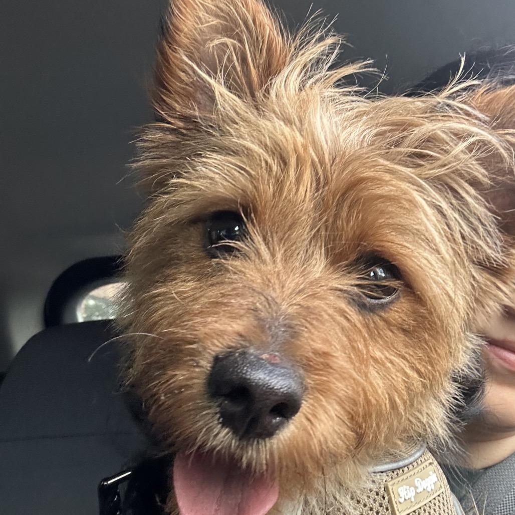Enlarge JJ, a ADOPTABLE Silky Terrier in Chicago, IL image 3/4