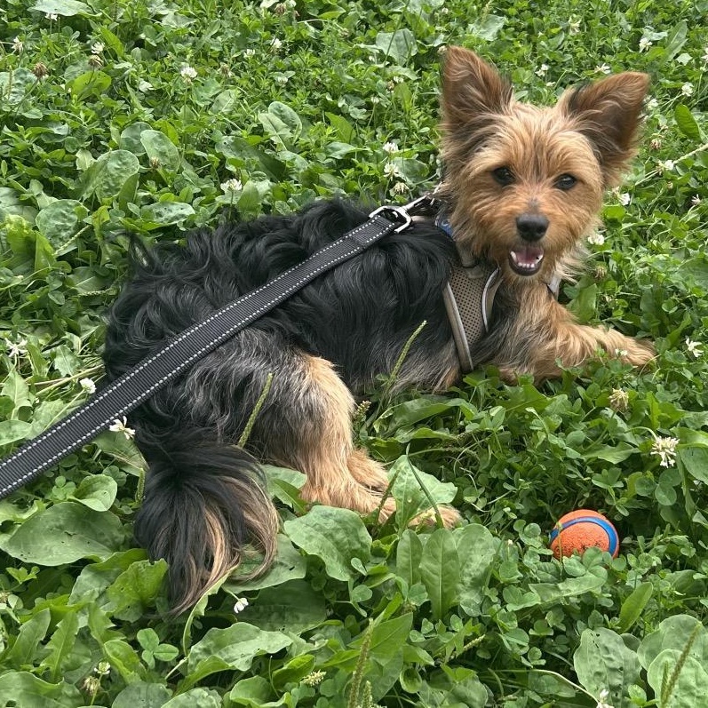 Enlarge JJ, a ADOPTABLE Silky Terrier in Chicago, IL image 1/4