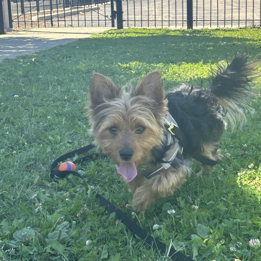 Enlarge JJ, a ADOPTABLE Silky Terrier in Chicago, IL image 2/4