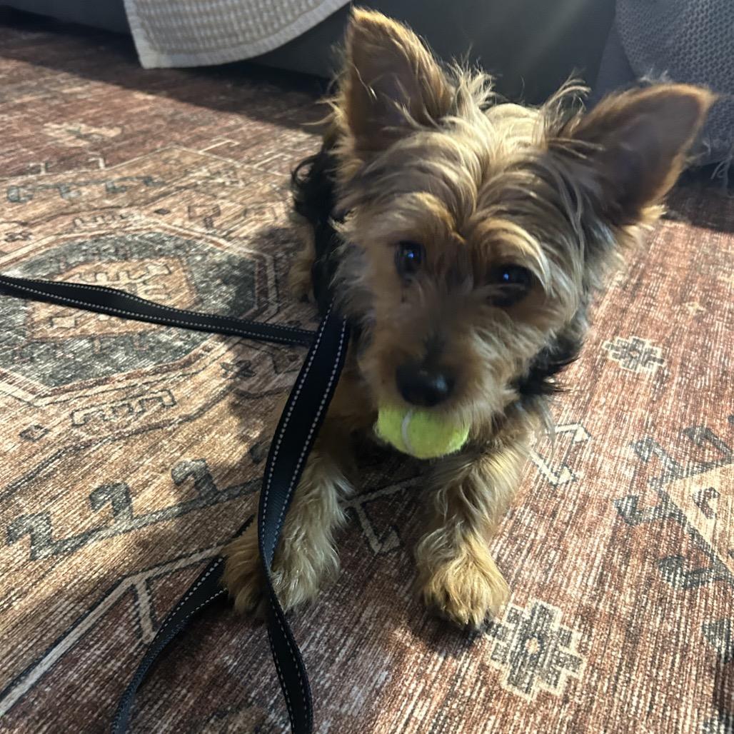 Enlarge JJ, a ADOPTABLE Silky Terrier in Chicago, IL image 4/4