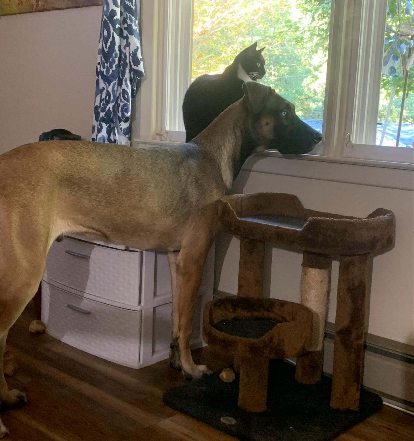 Enlarge Dexter, a Adoptable mixed breed in Maiden, NC image 2/5