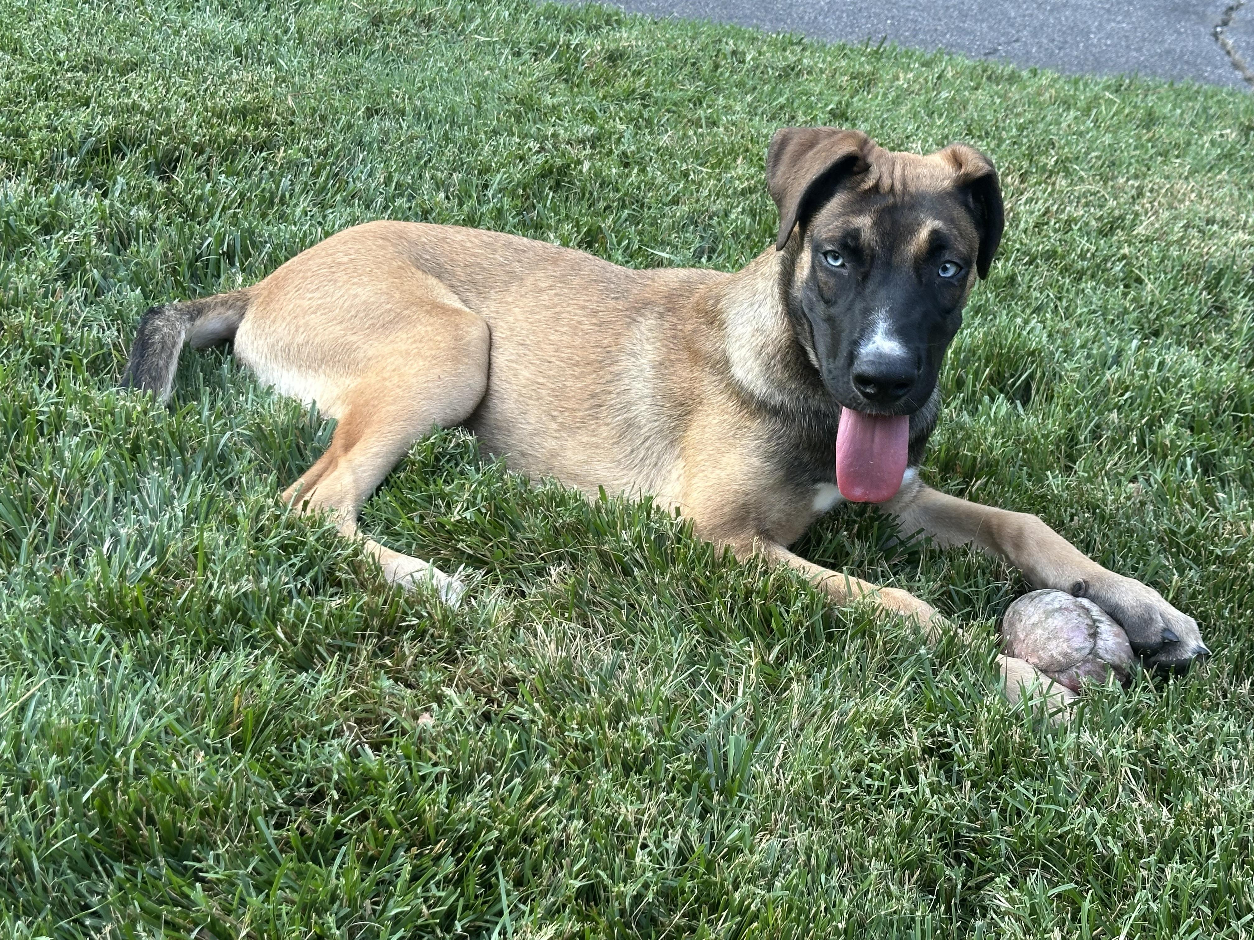 Enlarge Dexter, a Adoptable mixed breed in Maiden, NC image 5/5