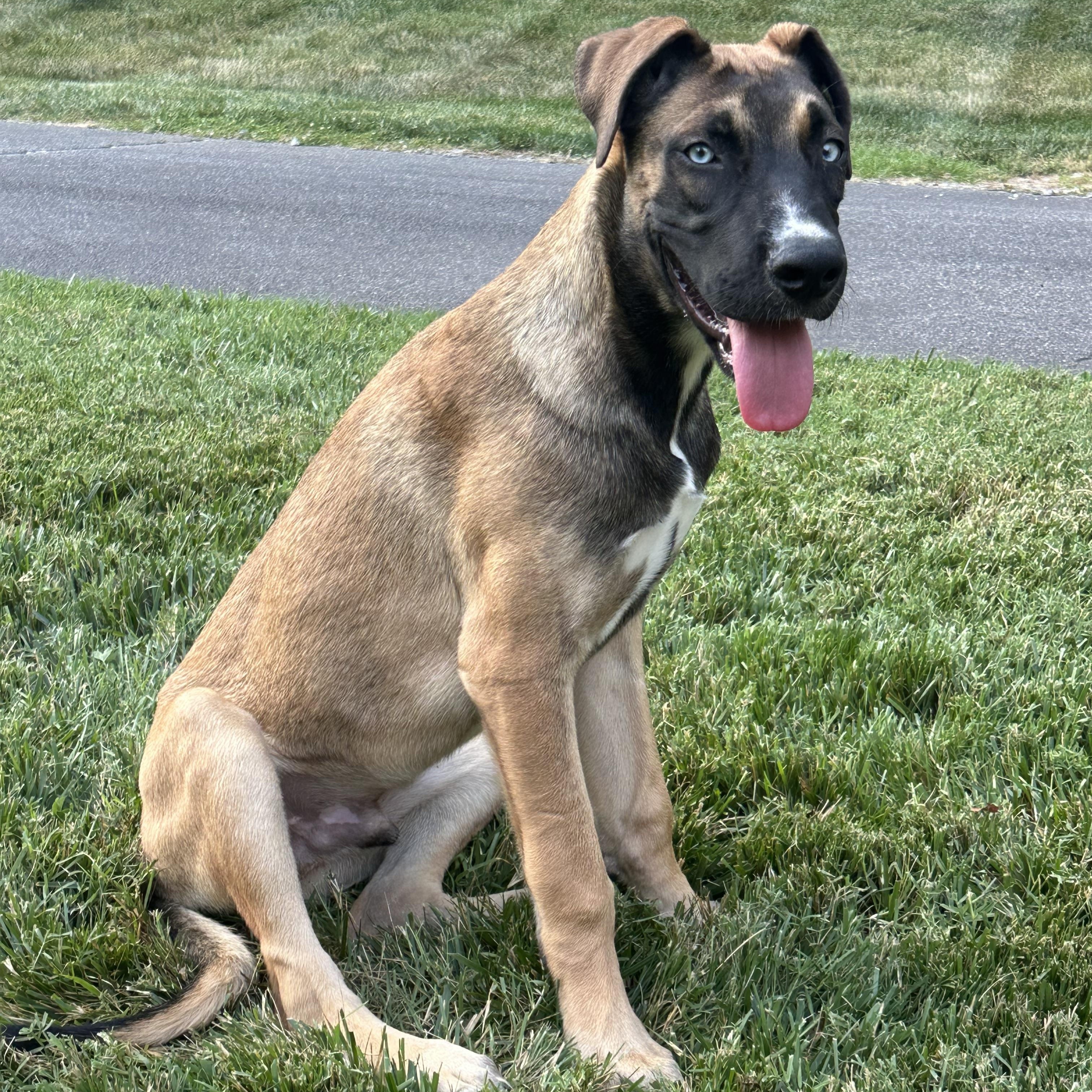 Enlarge Dexter, a Adoptable mixed breed in Maiden, NC image 3/5