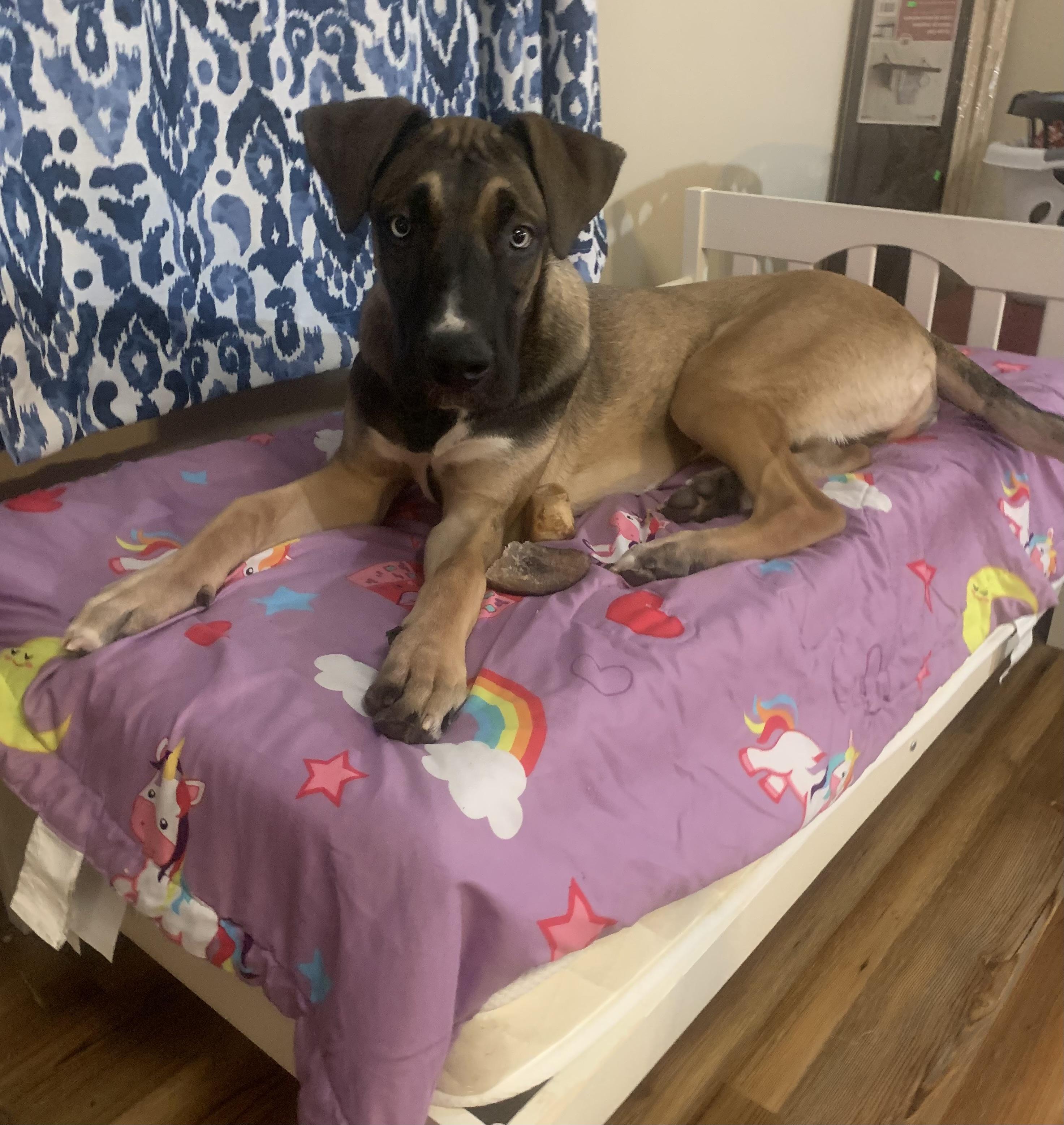 Dexter, Adoptable, Young Male Great Dane.