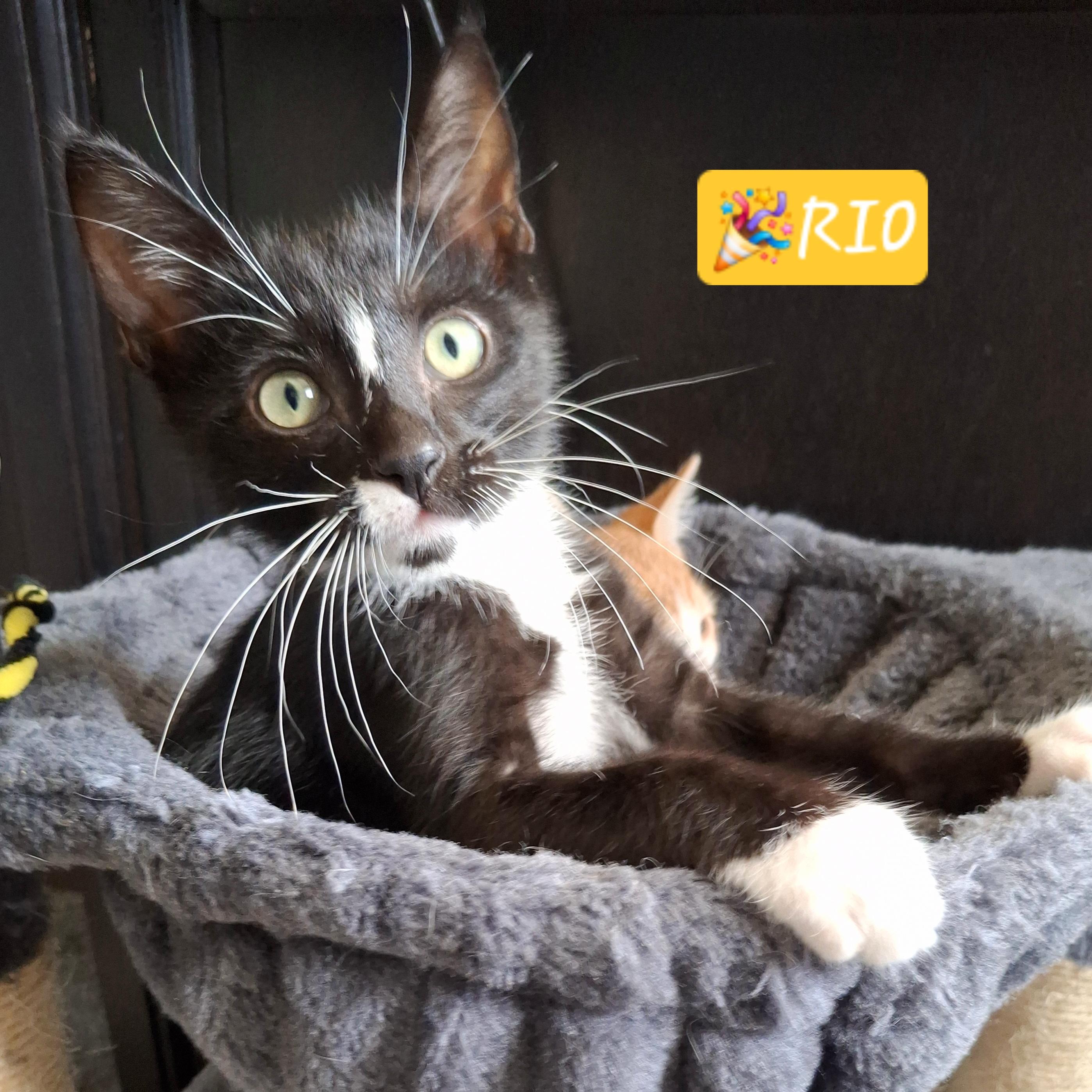 Rio, Adoptable, Kitten Male Domestic Short Hair & Tuxedo.