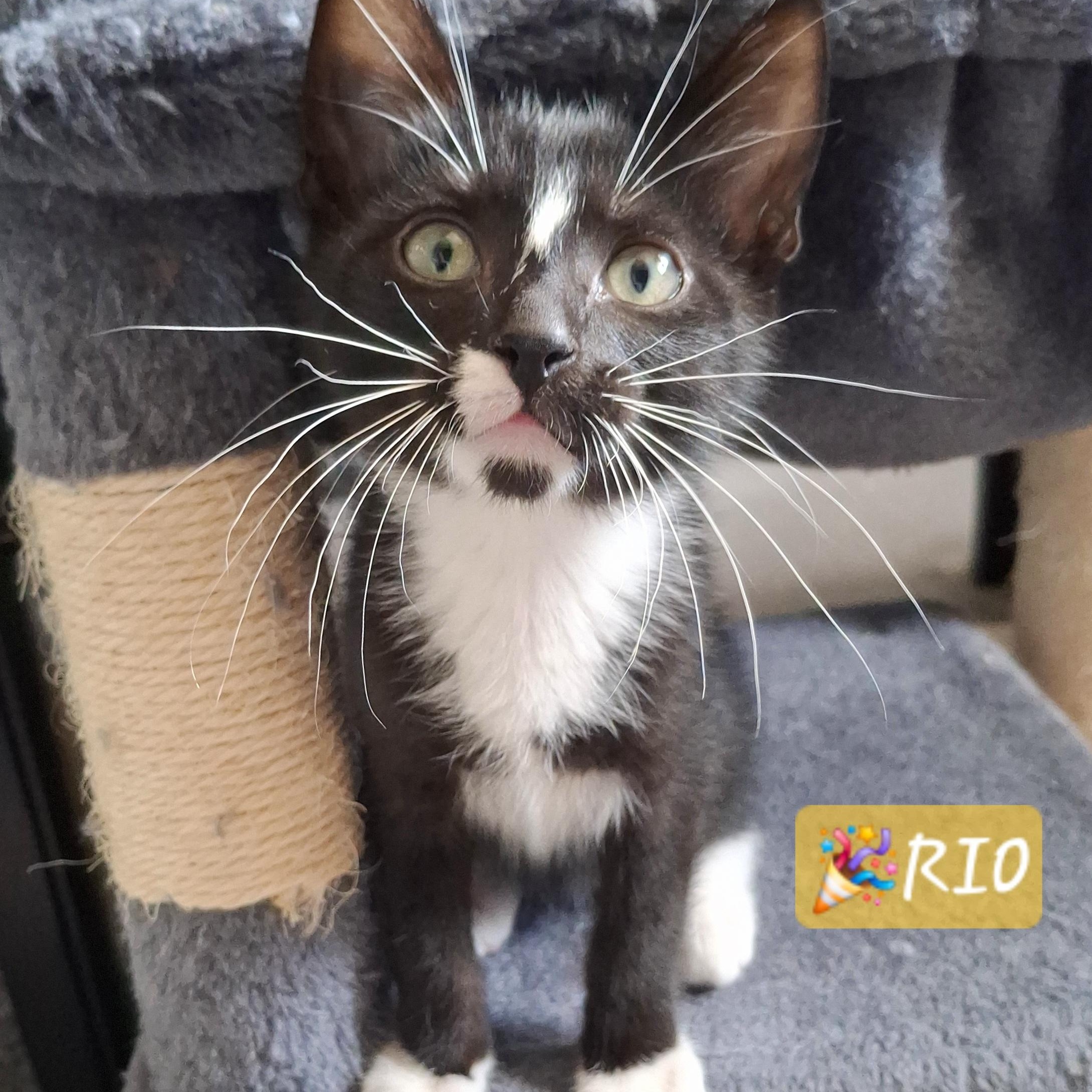 Rio, a Adoptable mixed breed in Buena Park, CA image 3/6
