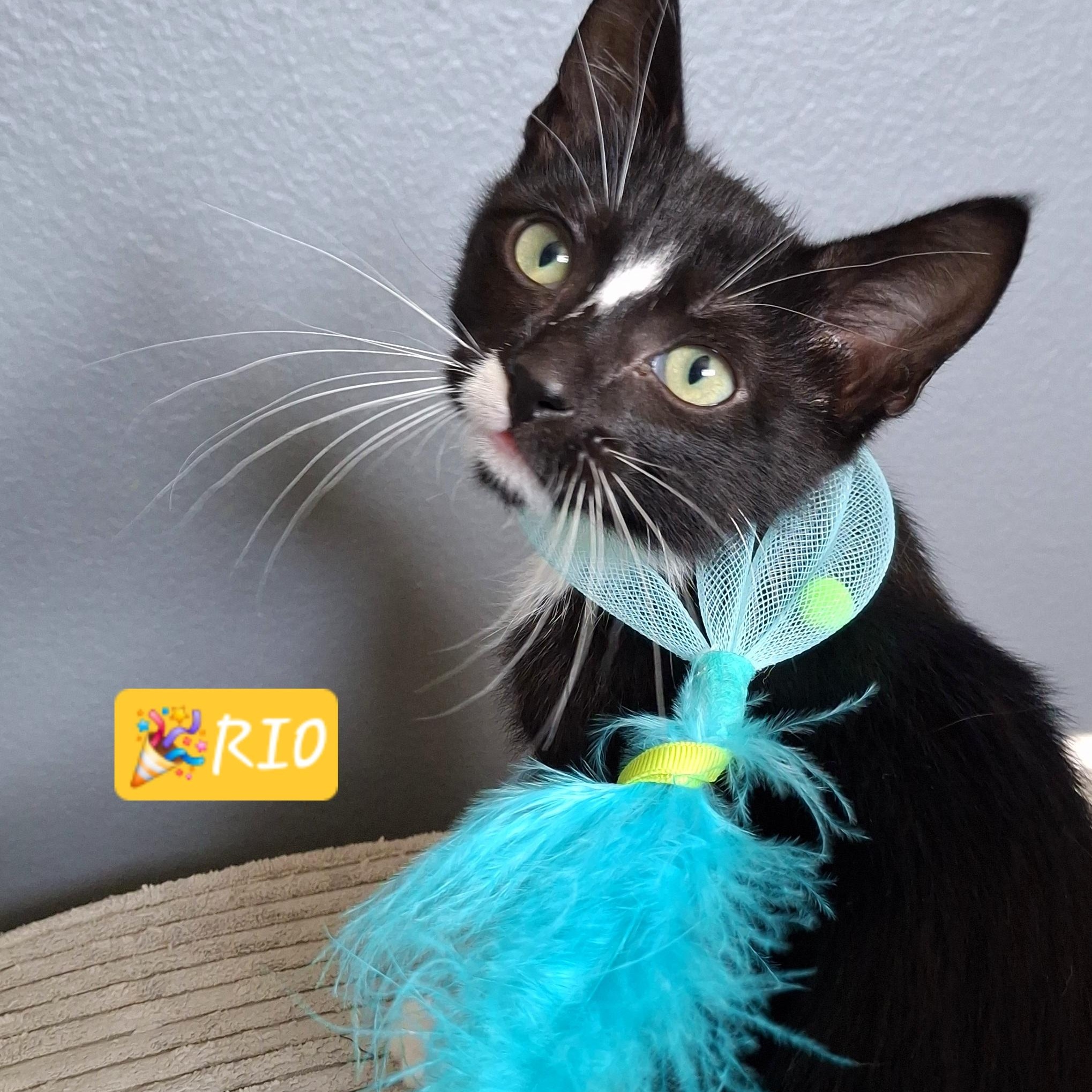 Rio, a Adoptable mixed breed in Buena Park, CA image 4/6