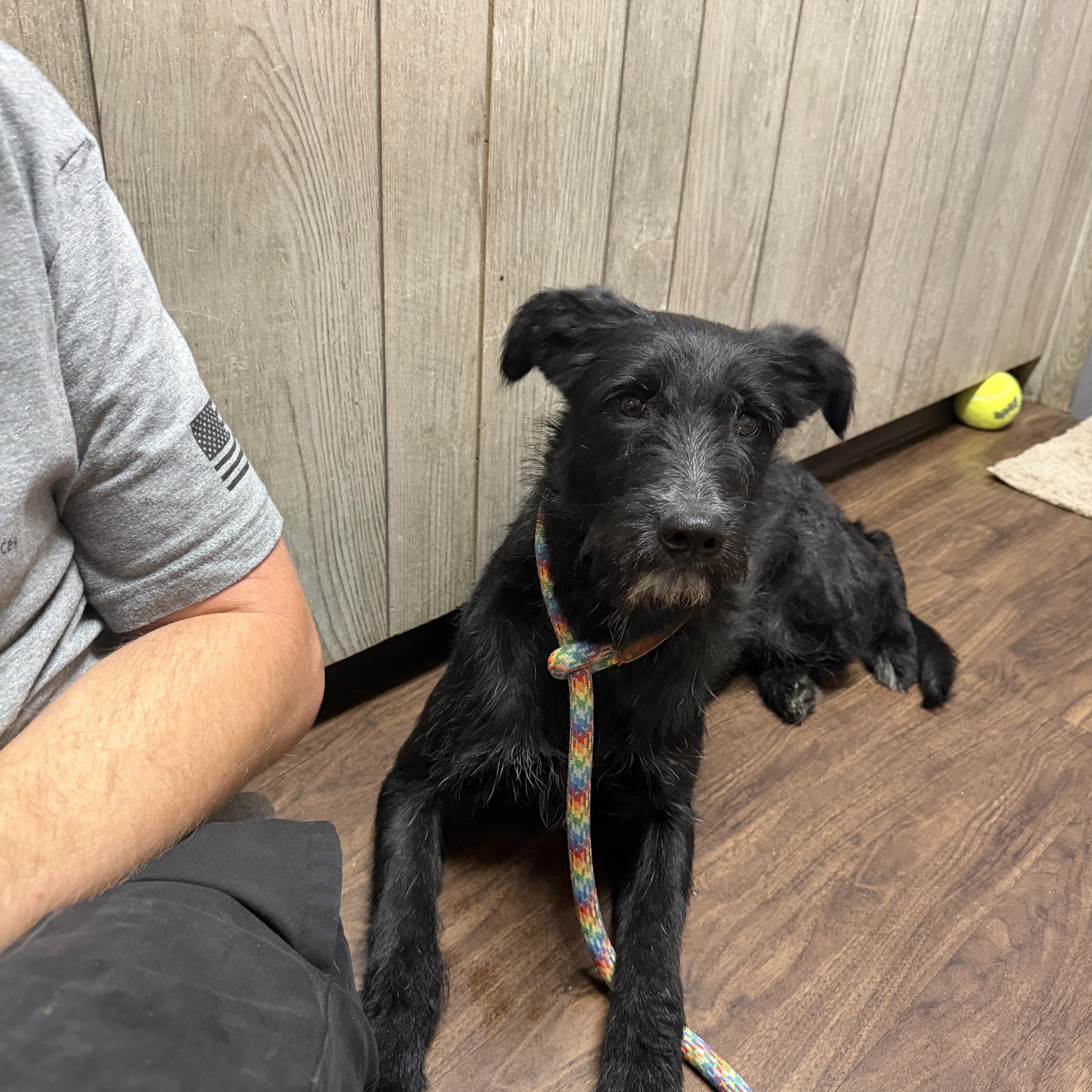 Enlarge Marley, an adopted mixed breed in Albemarle, NC image 3/3