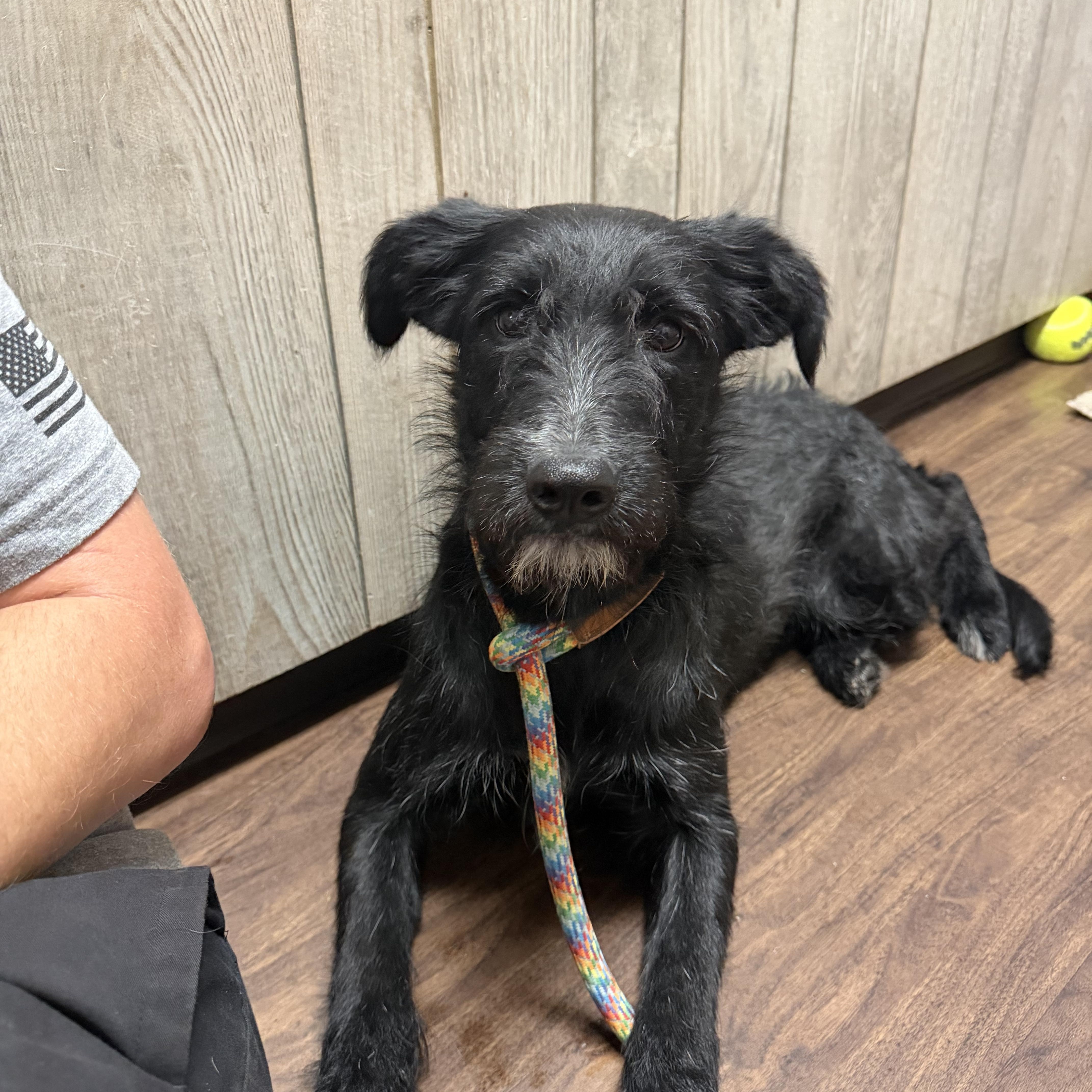 Marley, ADOPTABLE, Adult Female German Wirehaired Pointer.