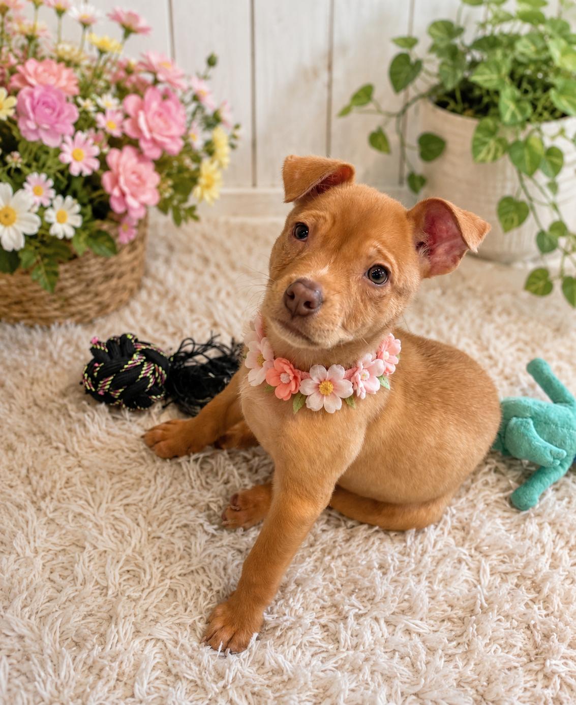 Chicken Nugget, an adopted mixed breed in Phoenix, AZ image 1/2