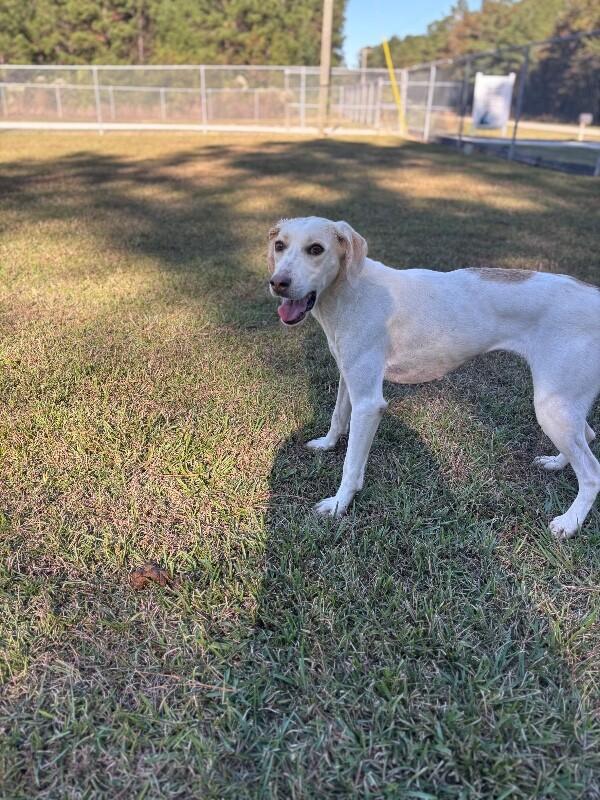 Natasha, Adoptable, Adult Female Treeing Walker Coonhound.