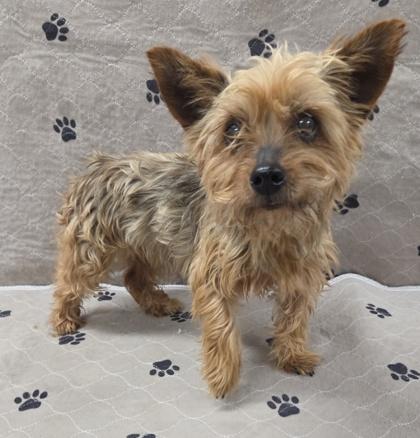 Enlarge Pam, a Adoptable Yorkshire Terrier in Malvern, PA image 2/2