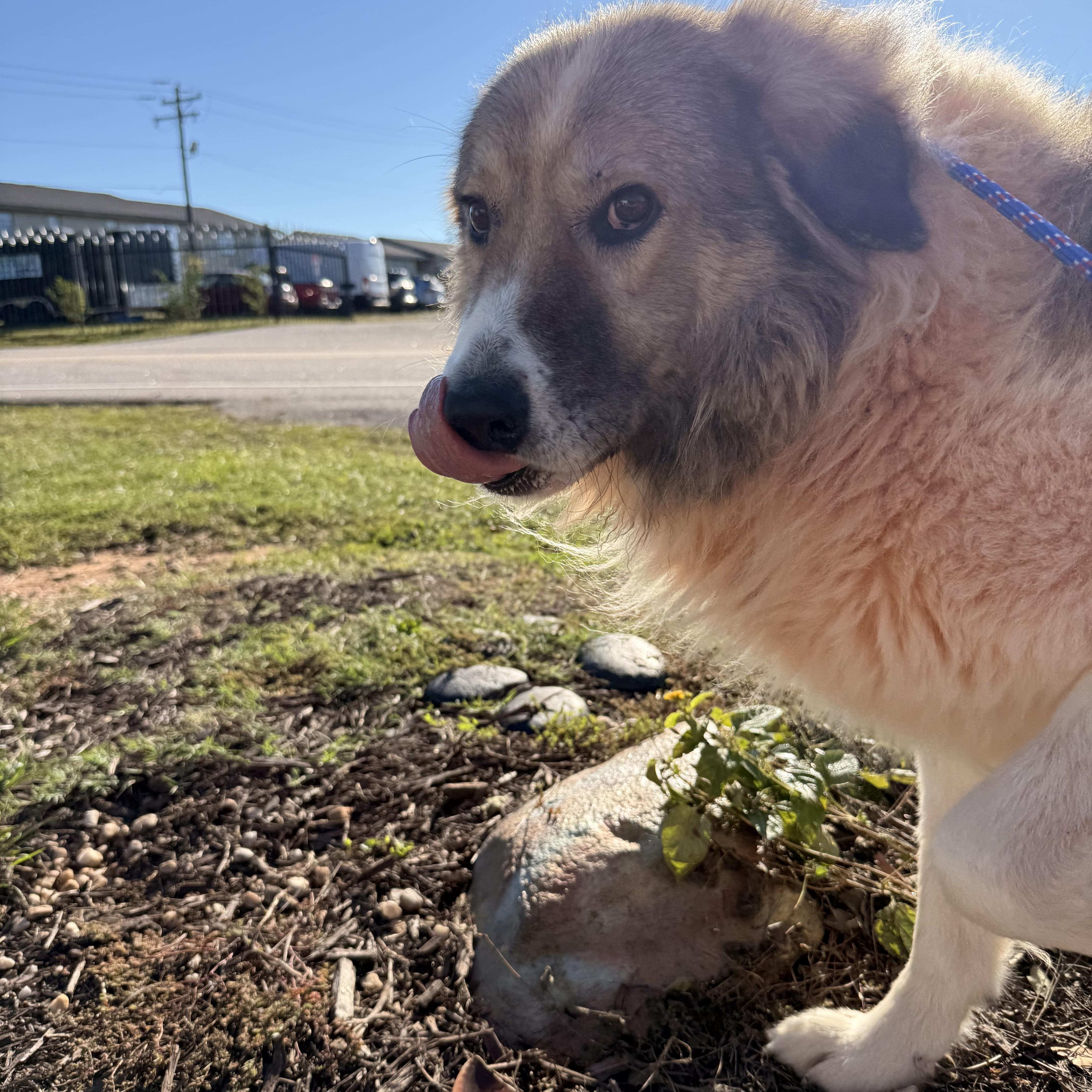 Enlarge Beau, a Adoptable Great Pyrenees in Sayreville, NJ image 2/4