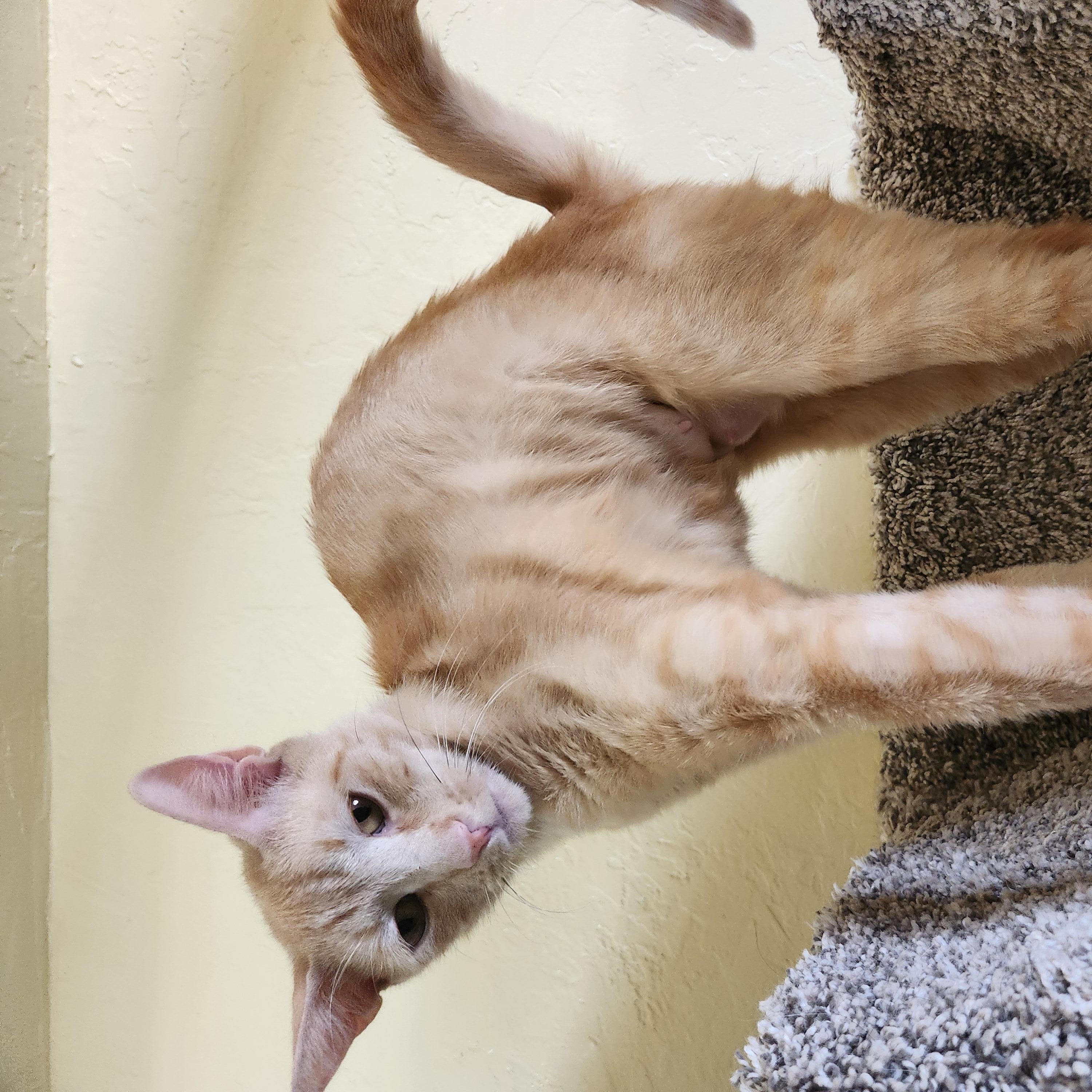 Enlarge PEACHES, a ADOPTABLE Tabby in Prescott, AZ image 4/4