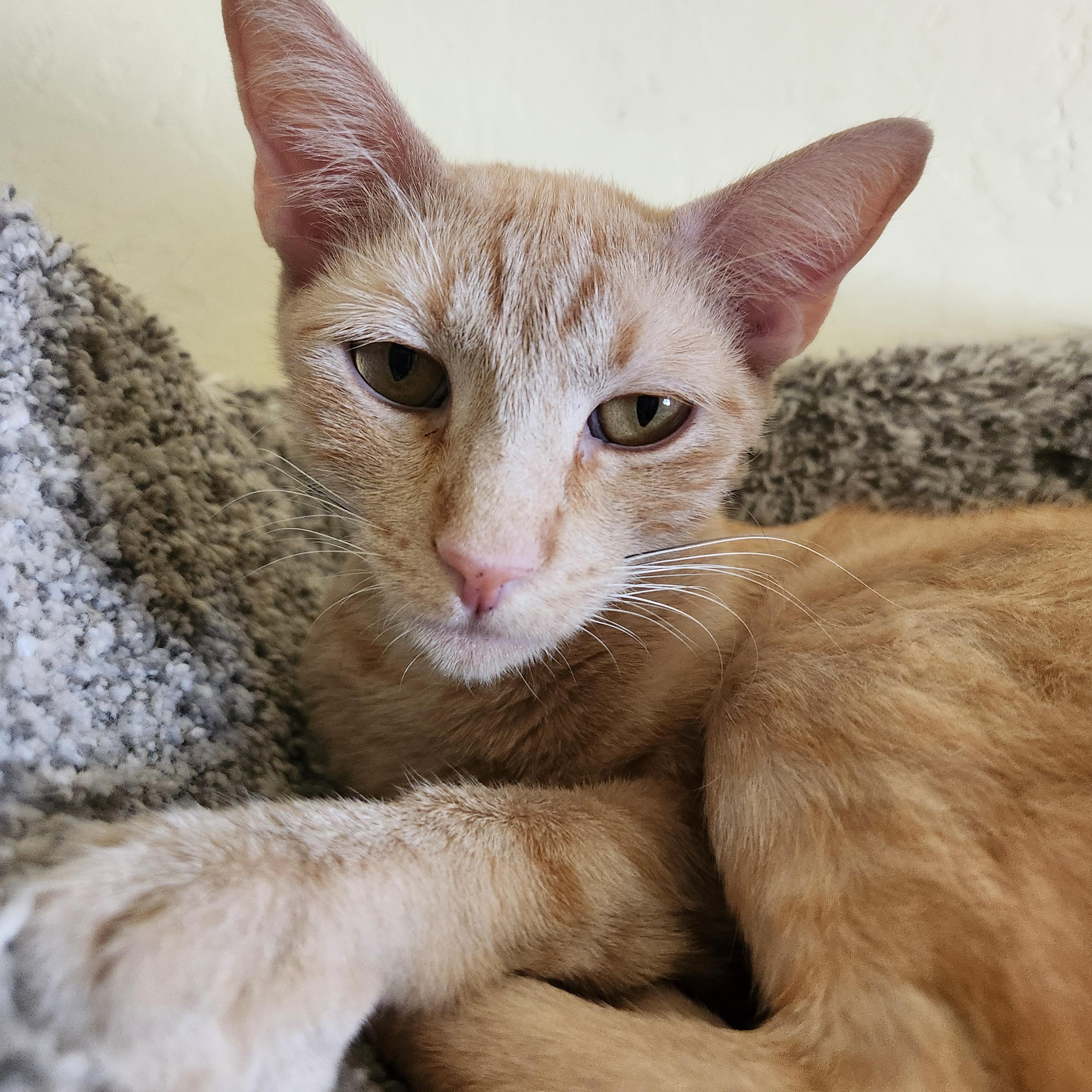 Enlarge PEACHES, a ADOPTABLE Tabby in Prescott, AZ image 3/4