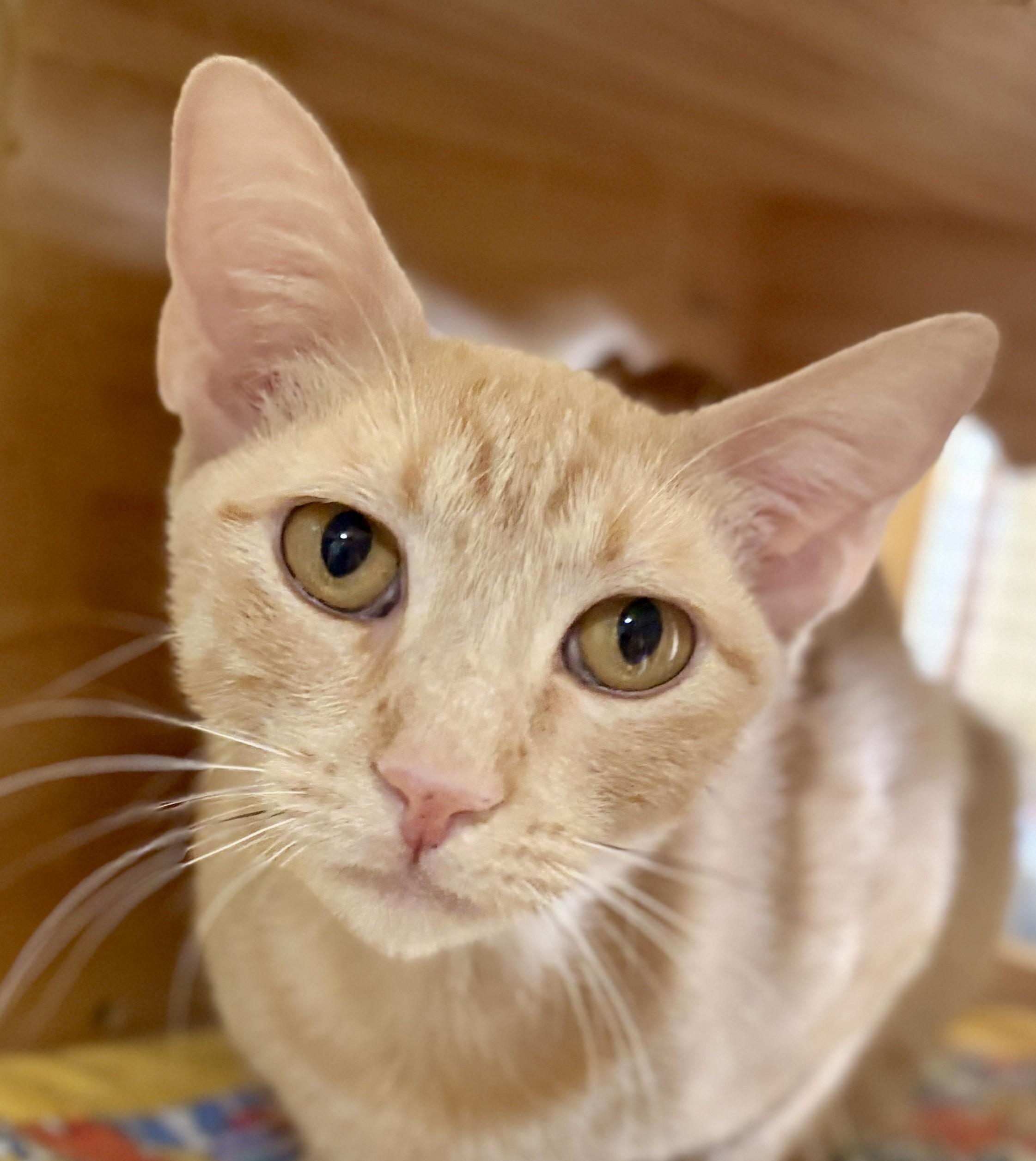 Enlarge PEACHES, a ADOPTABLE Tabby in Prescott, AZ image 1/4
