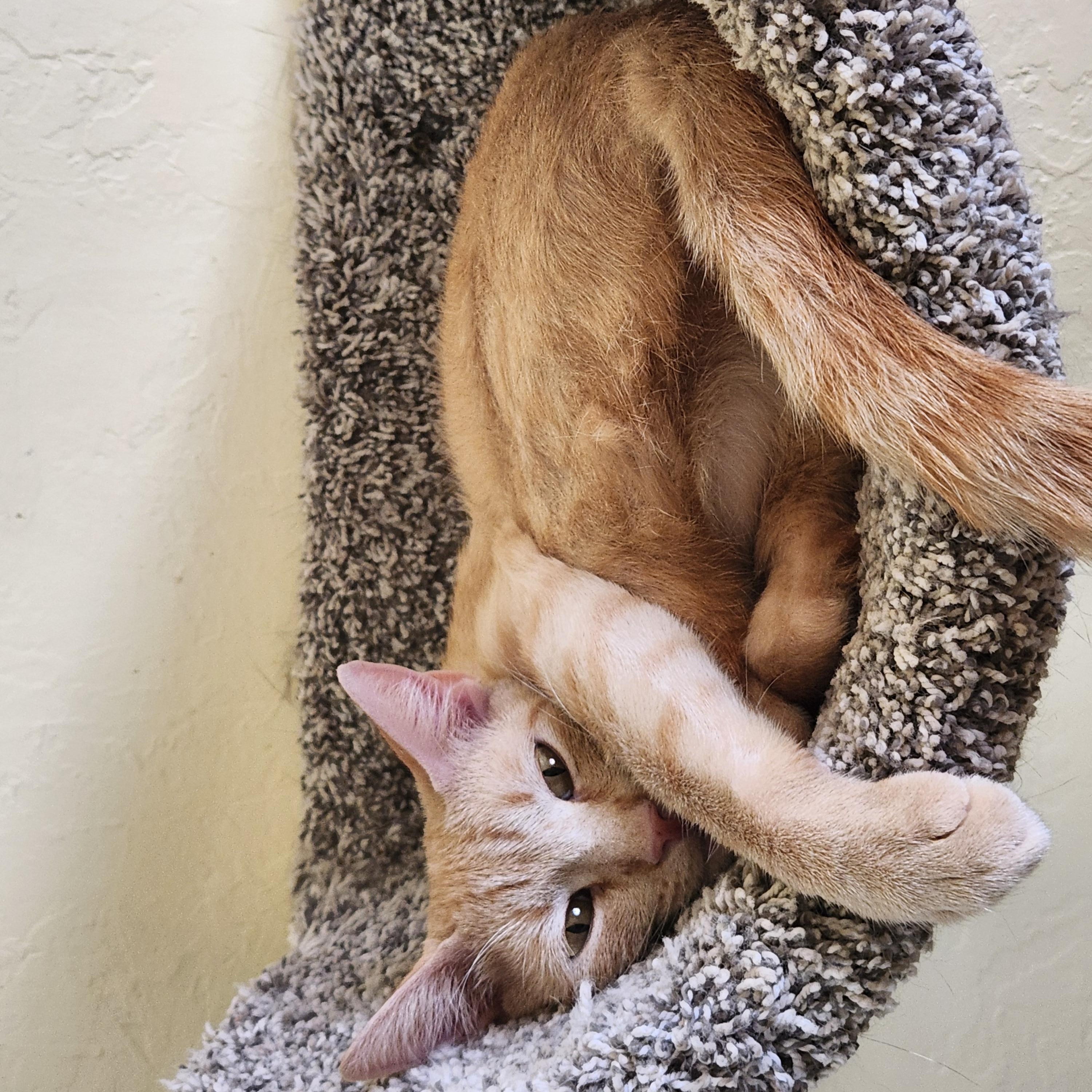 Enlarge PEACHES, a ADOPTABLE Tabby in Prescott, AZ image 2/4