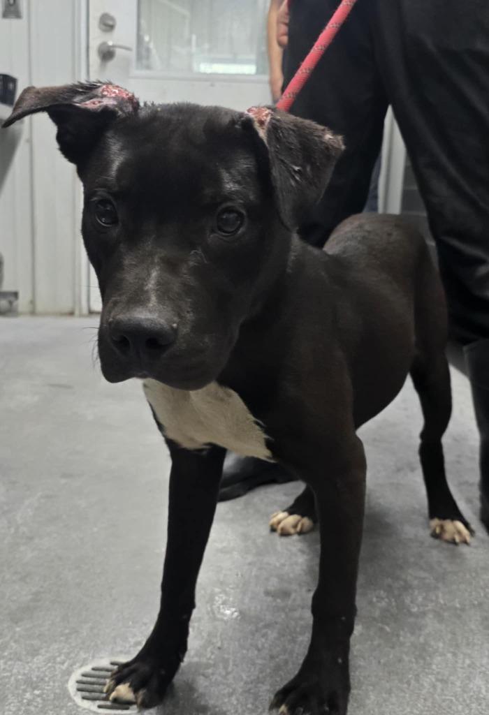 Buddy, Adoptable, Young Male Black Labrador Retriever & Mixed Breed.