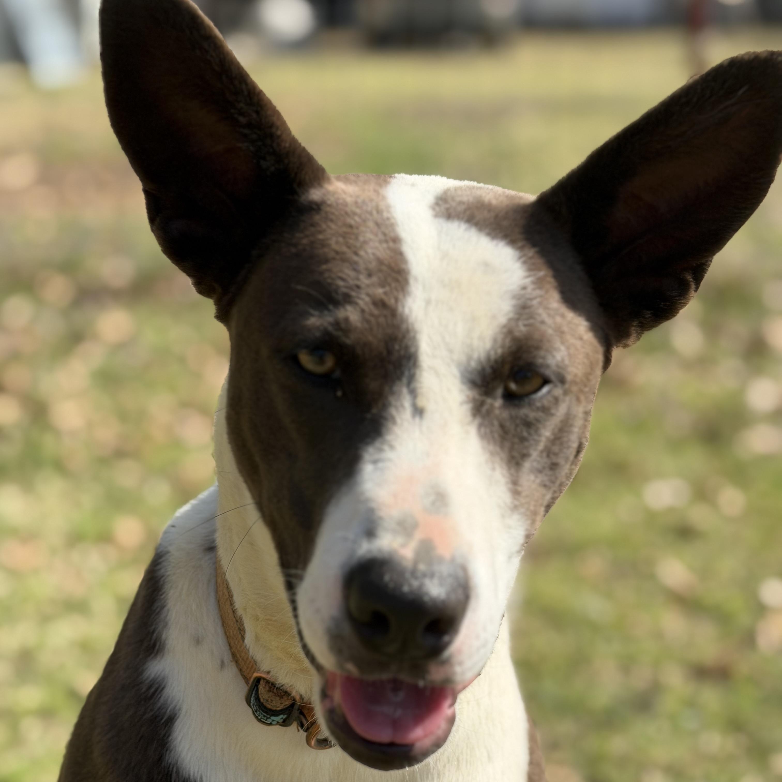Enlarge Martha, a Adoptable mixed breed in Arnold, MO image 4/5