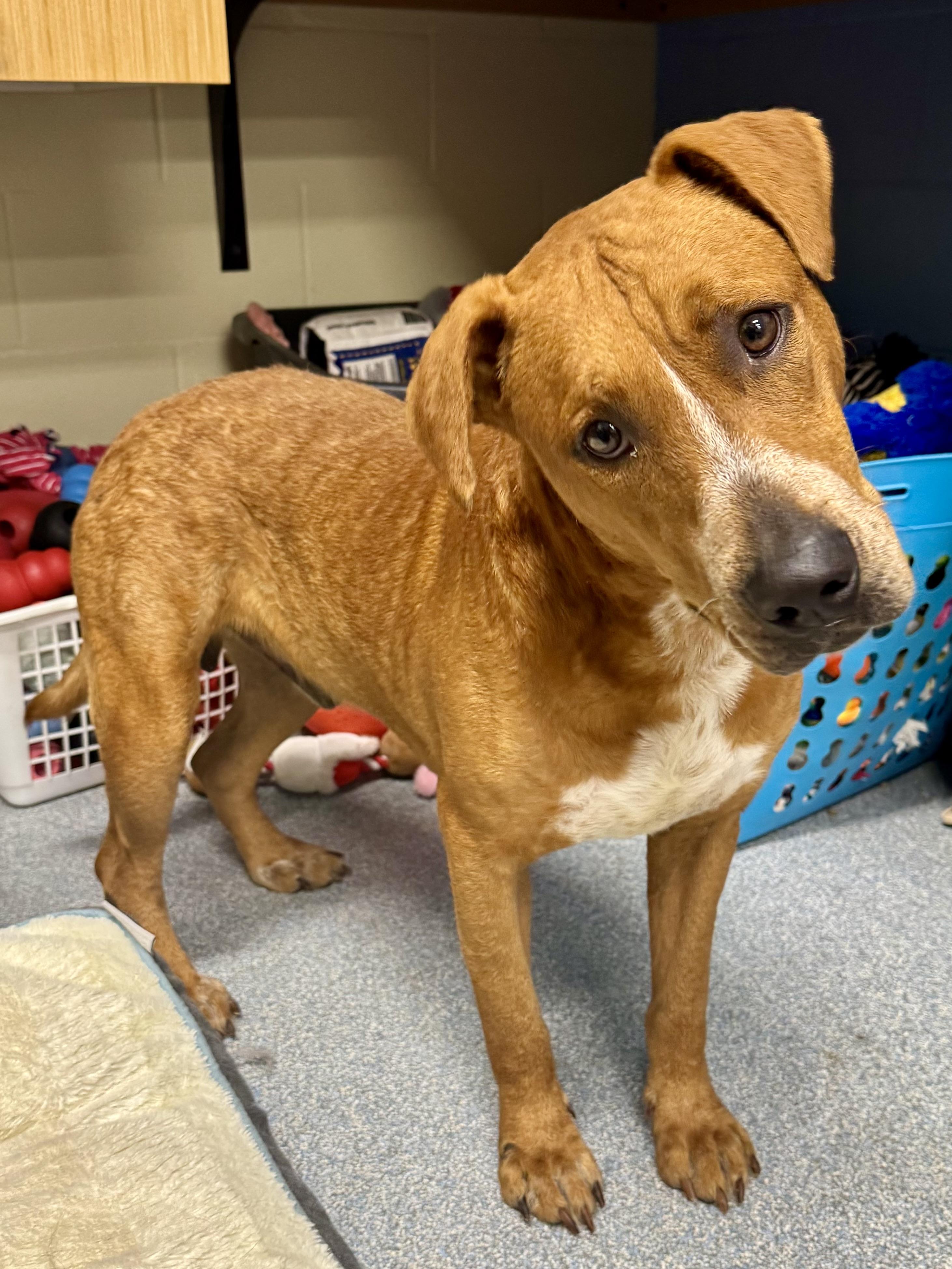 Brisket, adopted, Adult Male Mixed Breed.