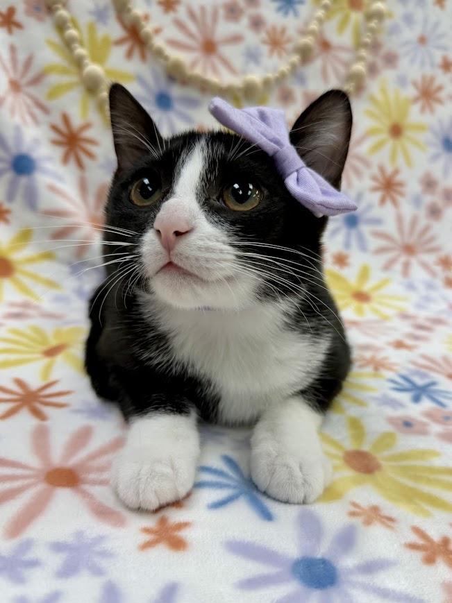 Sugar Maple, a Adoptable Domestic Short Hair in Columbus, OH image 3/5