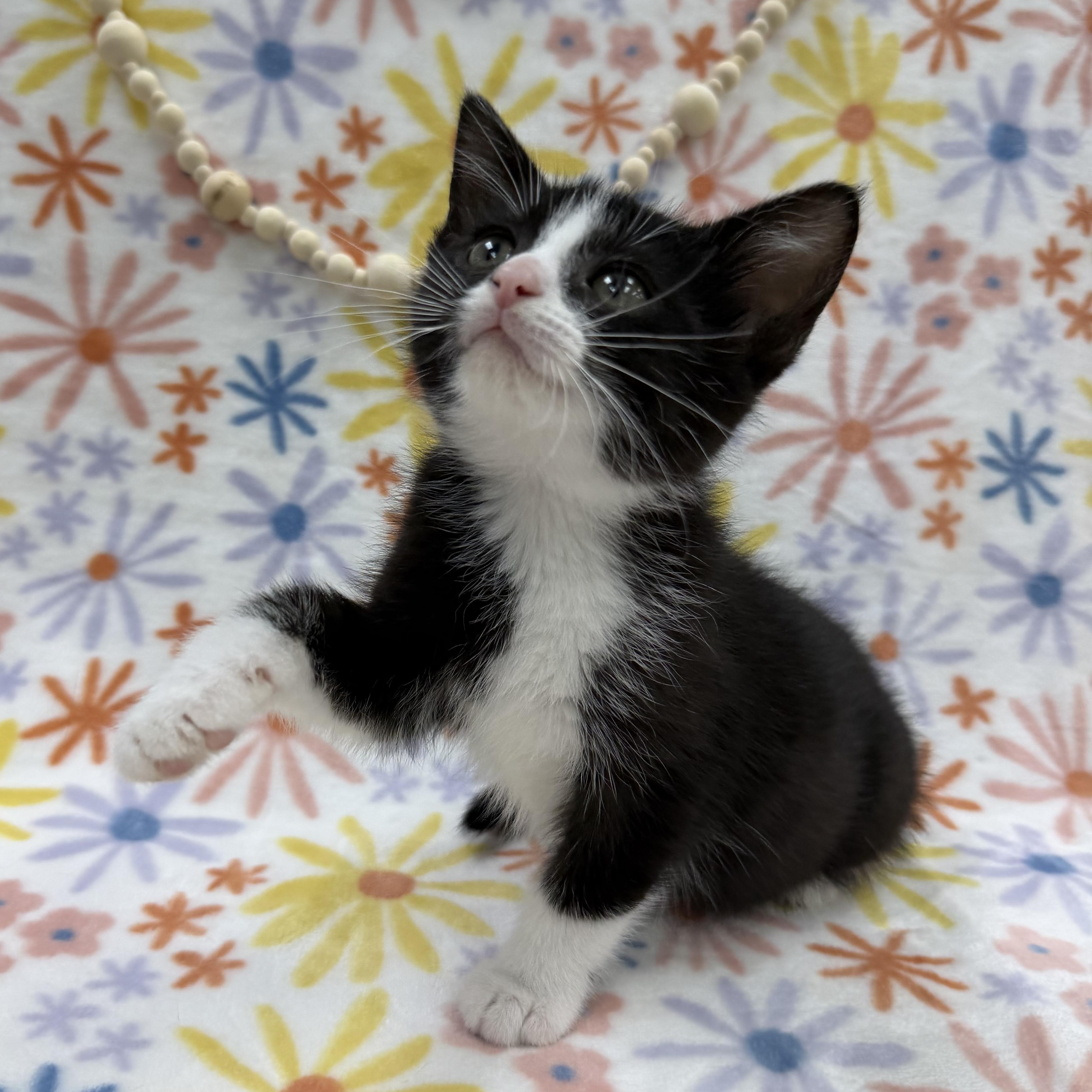 Enlarge Sugar Maple, a Adoptable Domestic Short Hair in Columbus, OH image 4/4