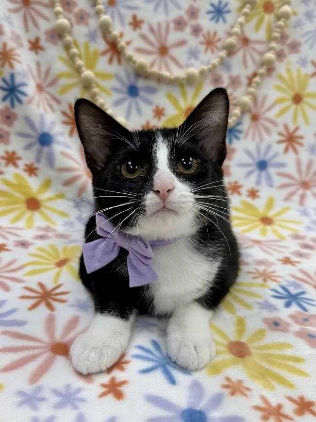Sugar Maple, Adoptable, Kitten Female Domestic Short Hair.
