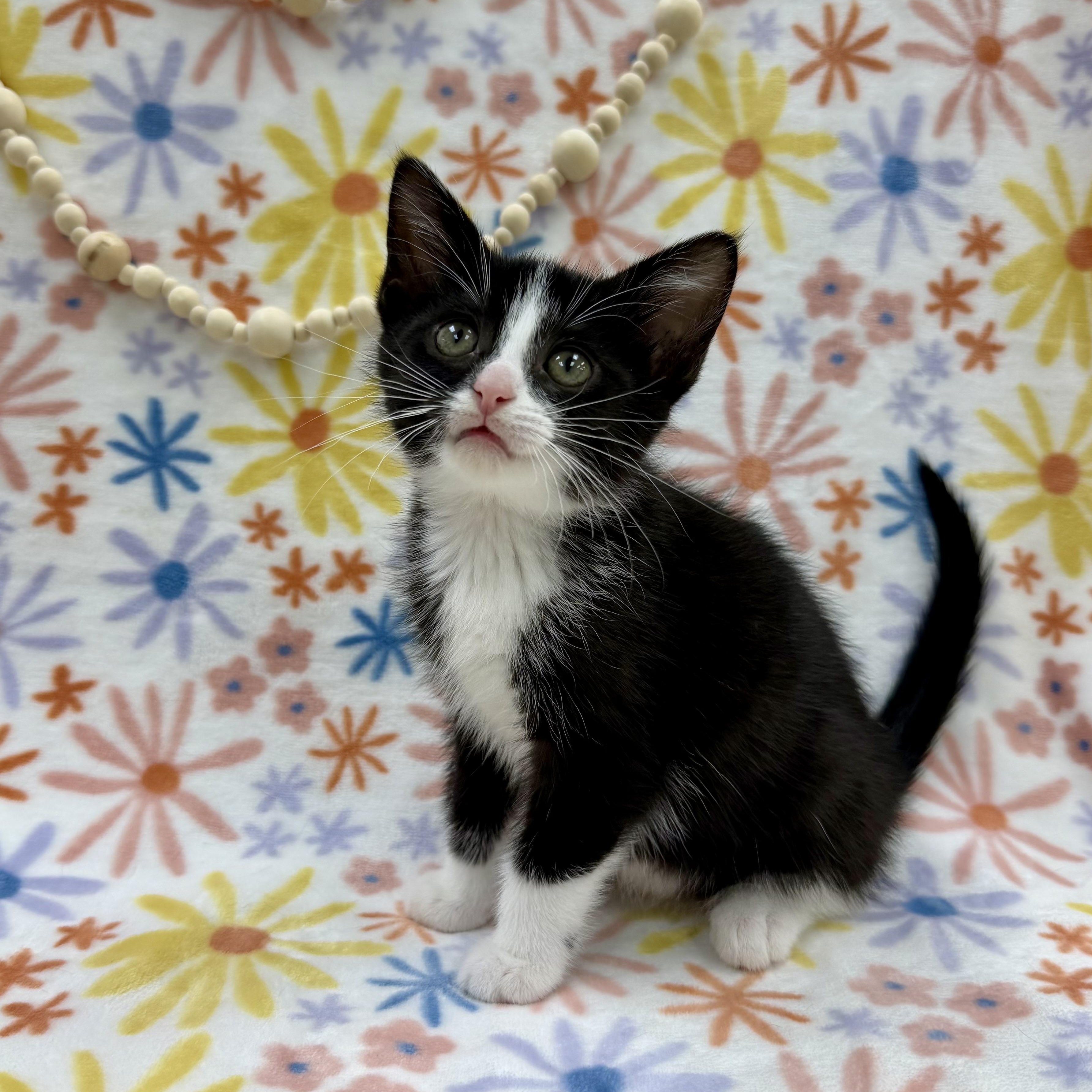 Enlarge Sugar Maple, a Adoptable Domestic Short Hair in Columbus, OH image 1/4