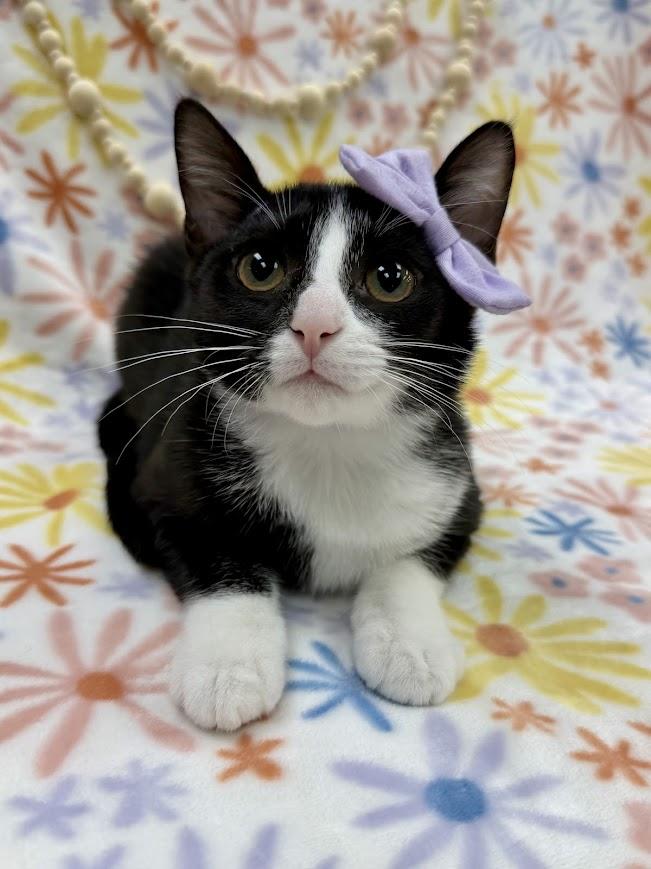 Sugar Maple, a Adoptable Domestic Short Hair in Columbus, OH image 2/5