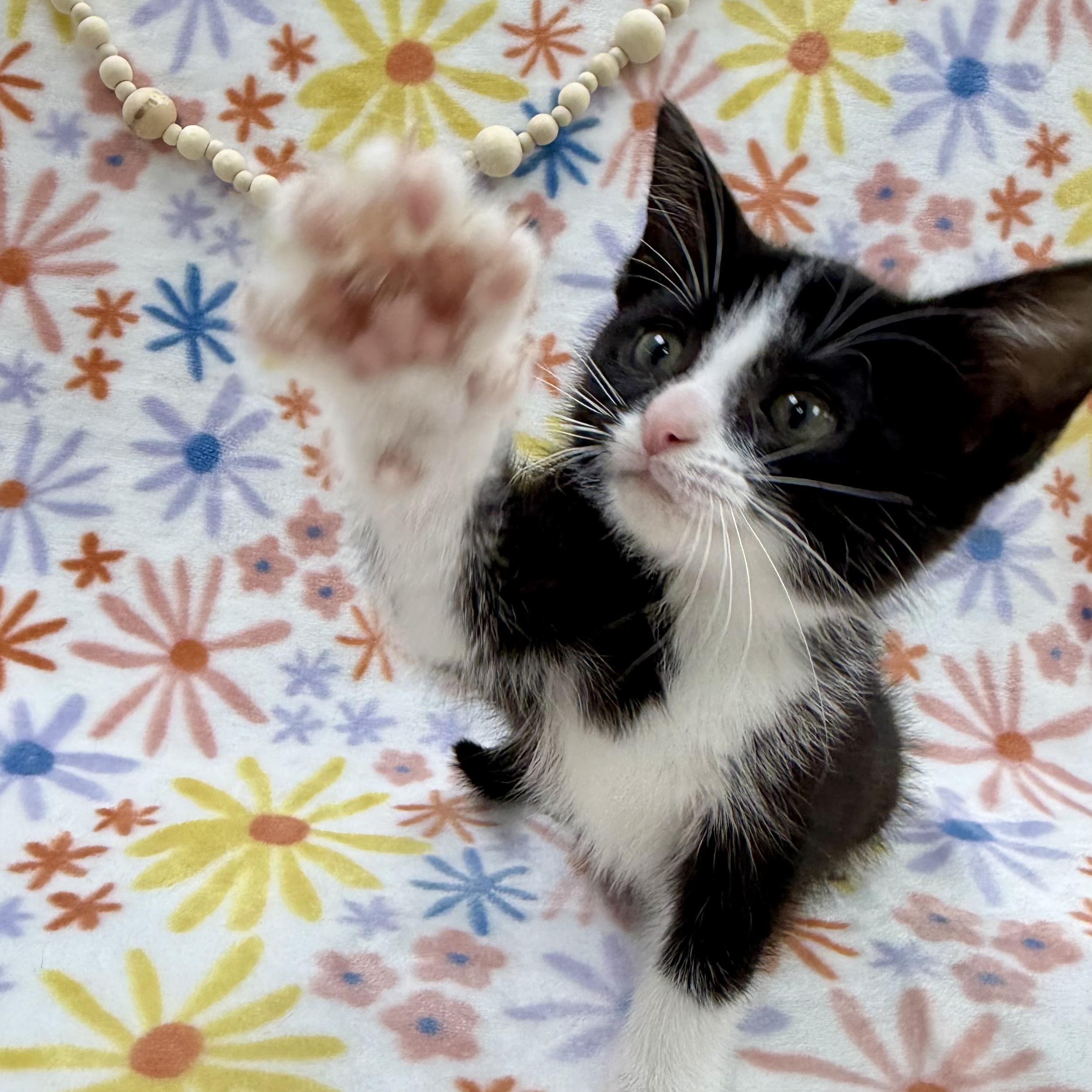 Enlarge Sugar Maple, a Adoptable Domestic Short Hair in Columbus, OH image 2/4