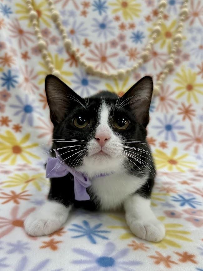 Sugar Maple, a Adoptable Domestic Short Hair in Columbus, OH image 4/5