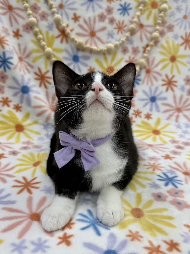 Sugar Maple, a Adoptable Domestic Short Hair in Columbus, OH image 5/5
