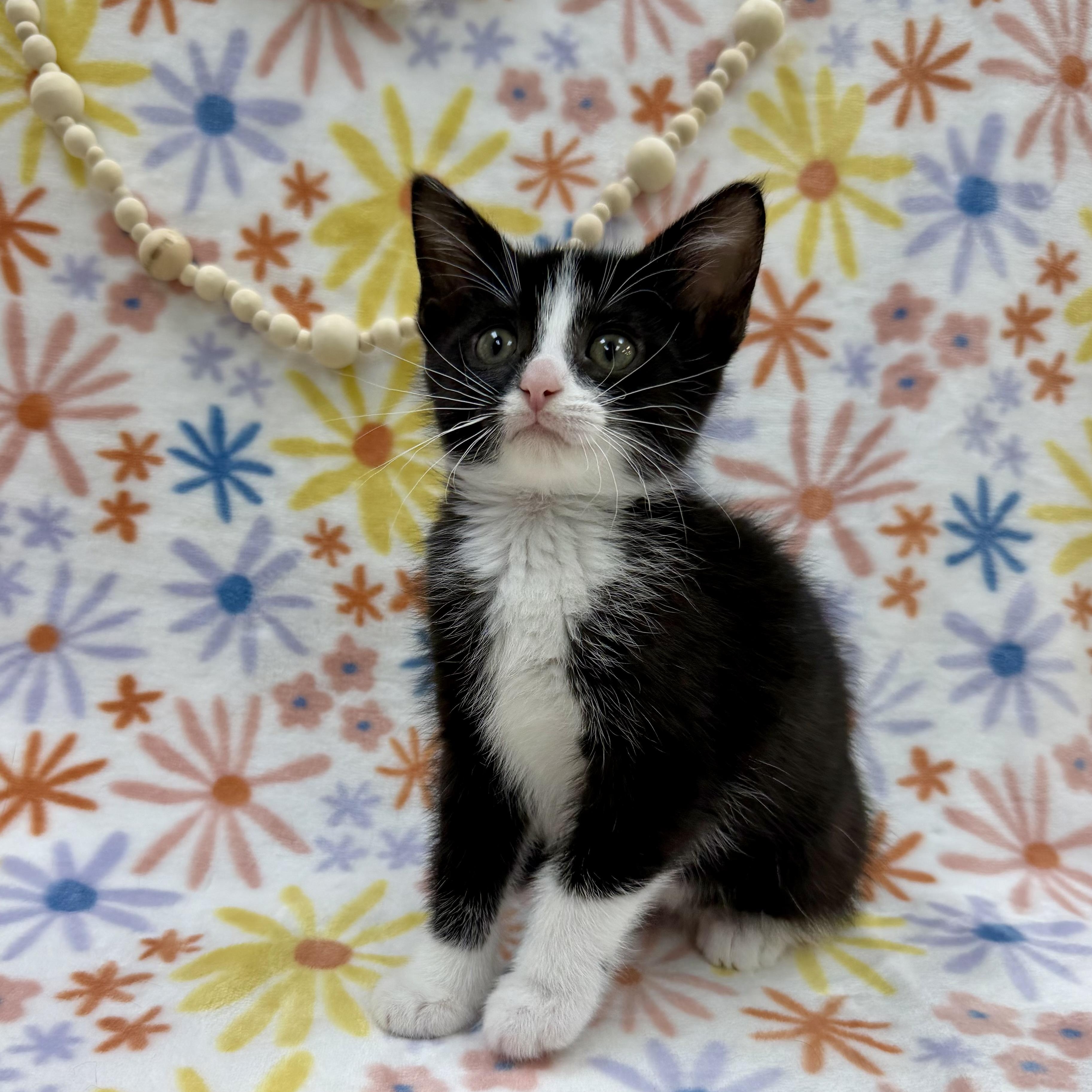 Enlarge Sugar Maple, a Adoptable Domestic Short Hair in Columbus, OH image 3/4