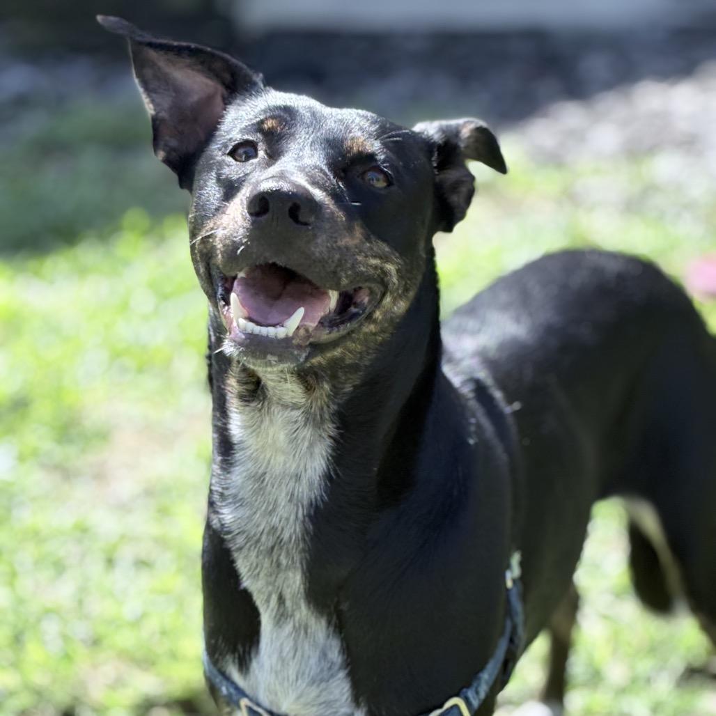 Kiki, Adoptable, Adult Female Shepherd & Australian Cattle Dog / Blue Heeler.