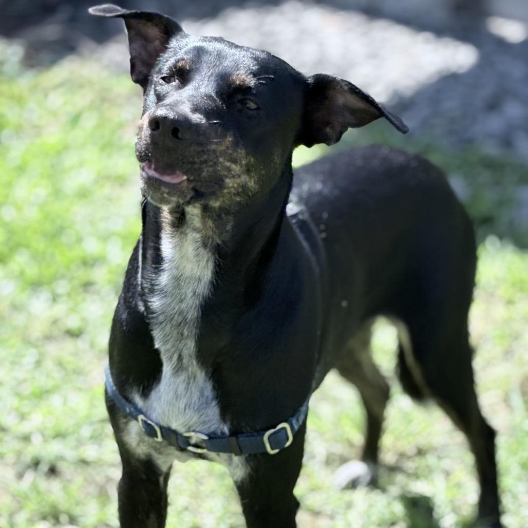 Enlarge Kiki, a Adoptable mixed breed in Keaau, HI image 3/4