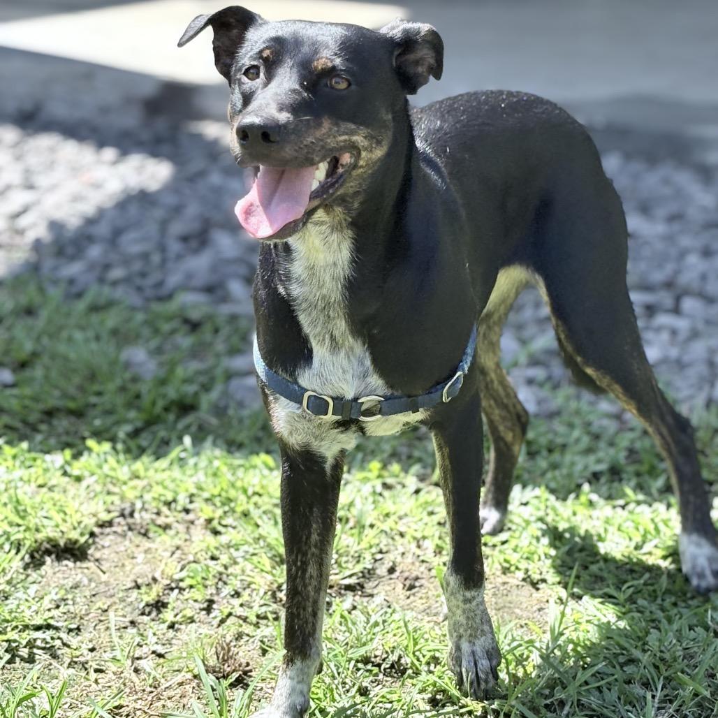Enlarge Kiki, a Adoptable mixed breed in Keaau, HI image 4/4