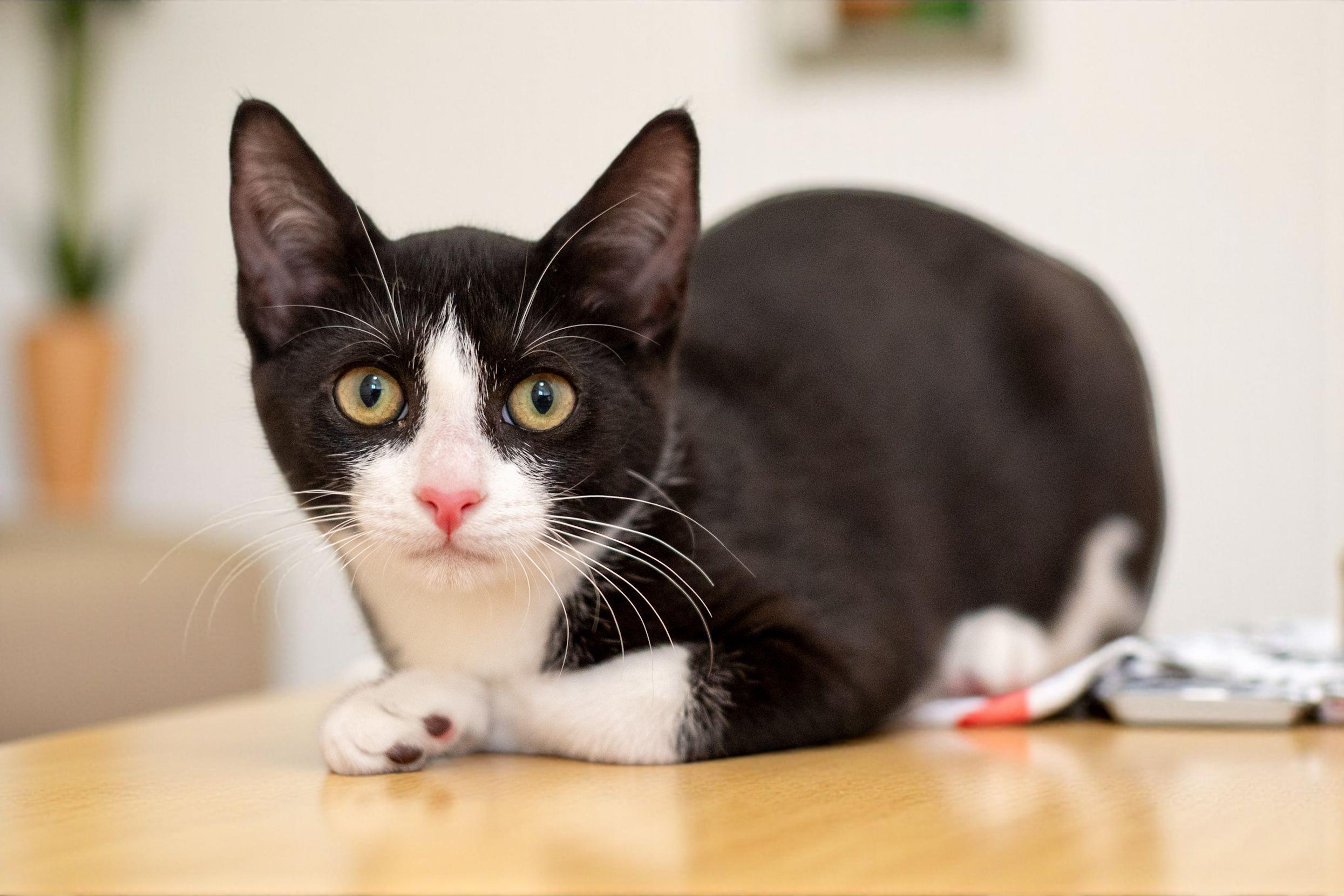 Gigi, Adoptable, Kitten Female Domestic Short Hair.