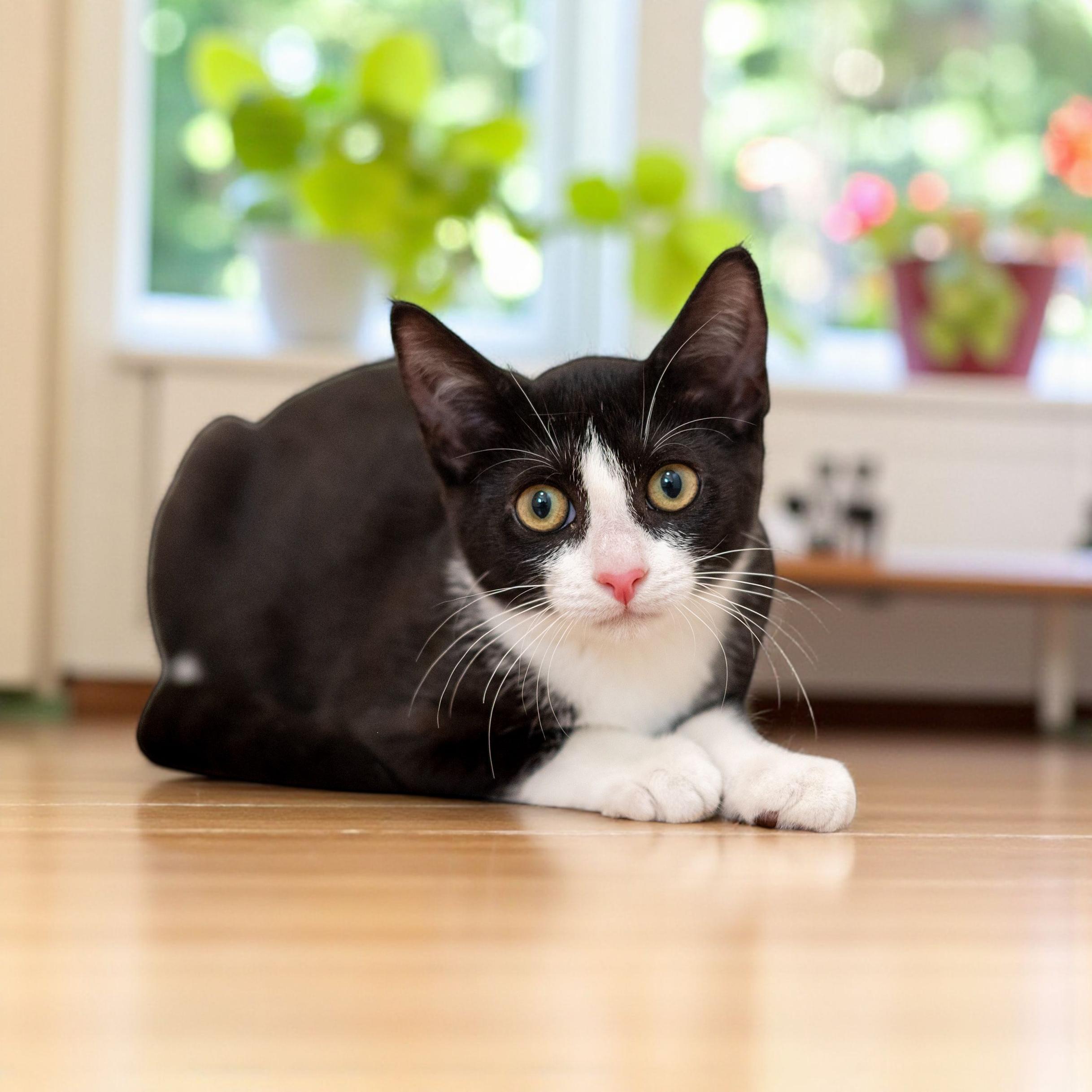 Enlarge Gigi, a Adoptable Domestic Short Hair in North Babylon, NY image 2/6