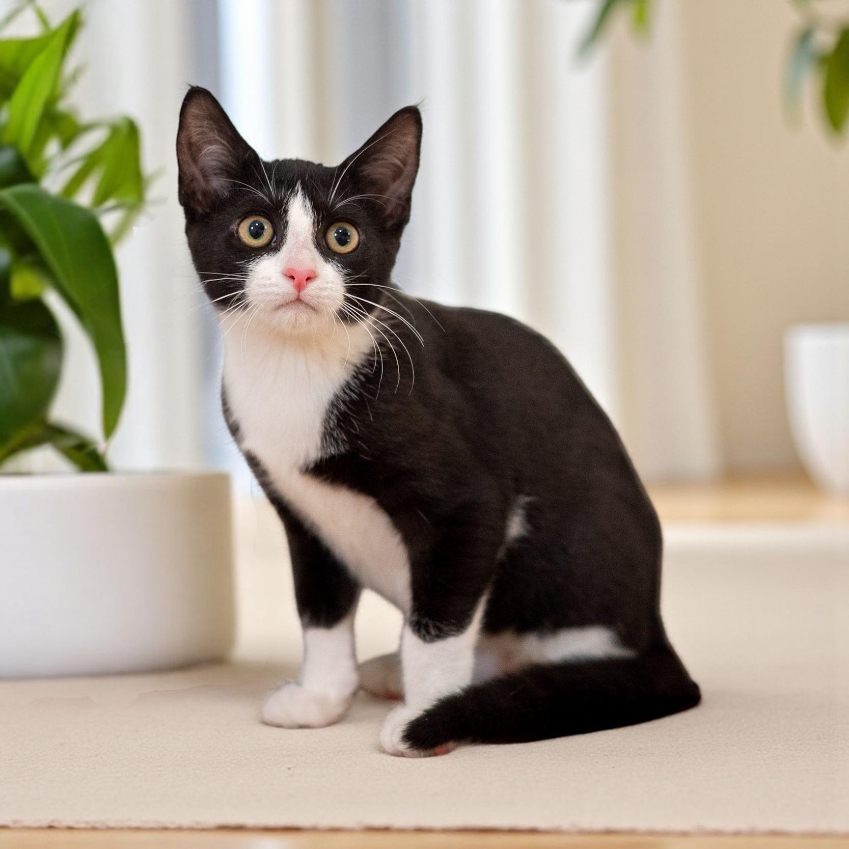 Enlarge Gigi, a Adoptable Domestic Short Hair in North Babylon, NY image 3/6