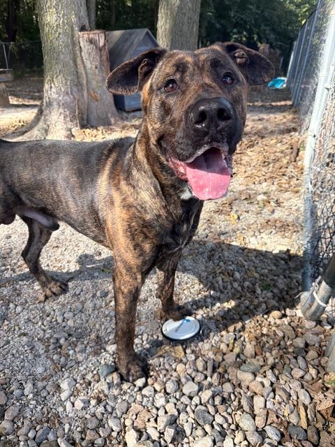 Enlarge Kingsley, a hold mixed breed in Shelbyville, IN image 1/2