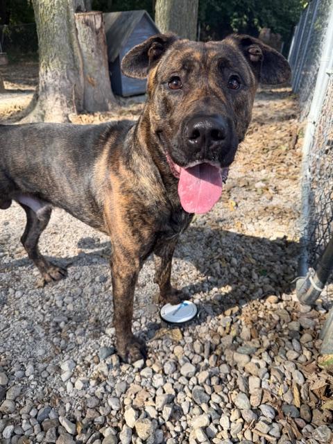 Enlarge Kingsley, a hold mixed breed in Shelbyville, IN image 2/2