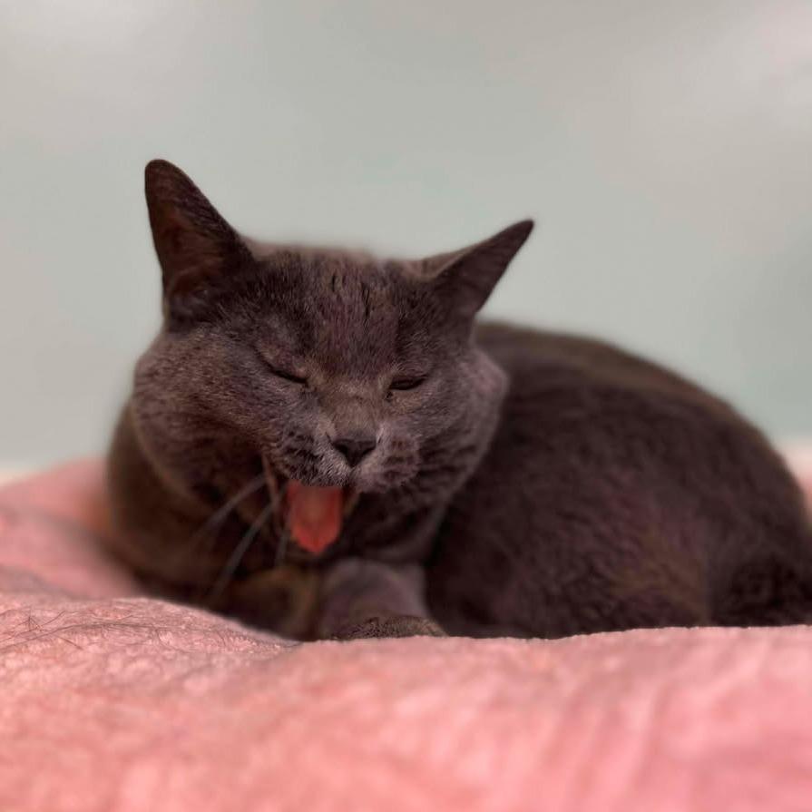 Apple Blossom, Adoptable, Senior Female Domestic Short Hair.