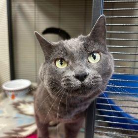 Apple Blossom, a Adoptable Domestic Short Hair in Milan, IL image 2/4