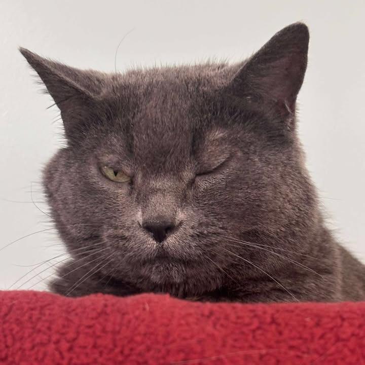 Apple Blossom, a Adoptable Domestic Short Hair in Milan, IL image 3/4