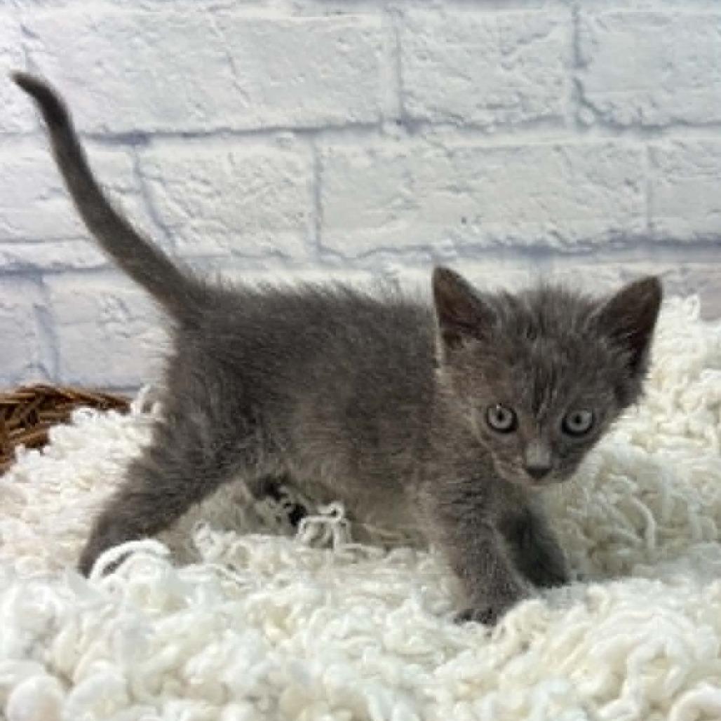 Junco, Adoptable, Kitten Female Domestic Short Hair.