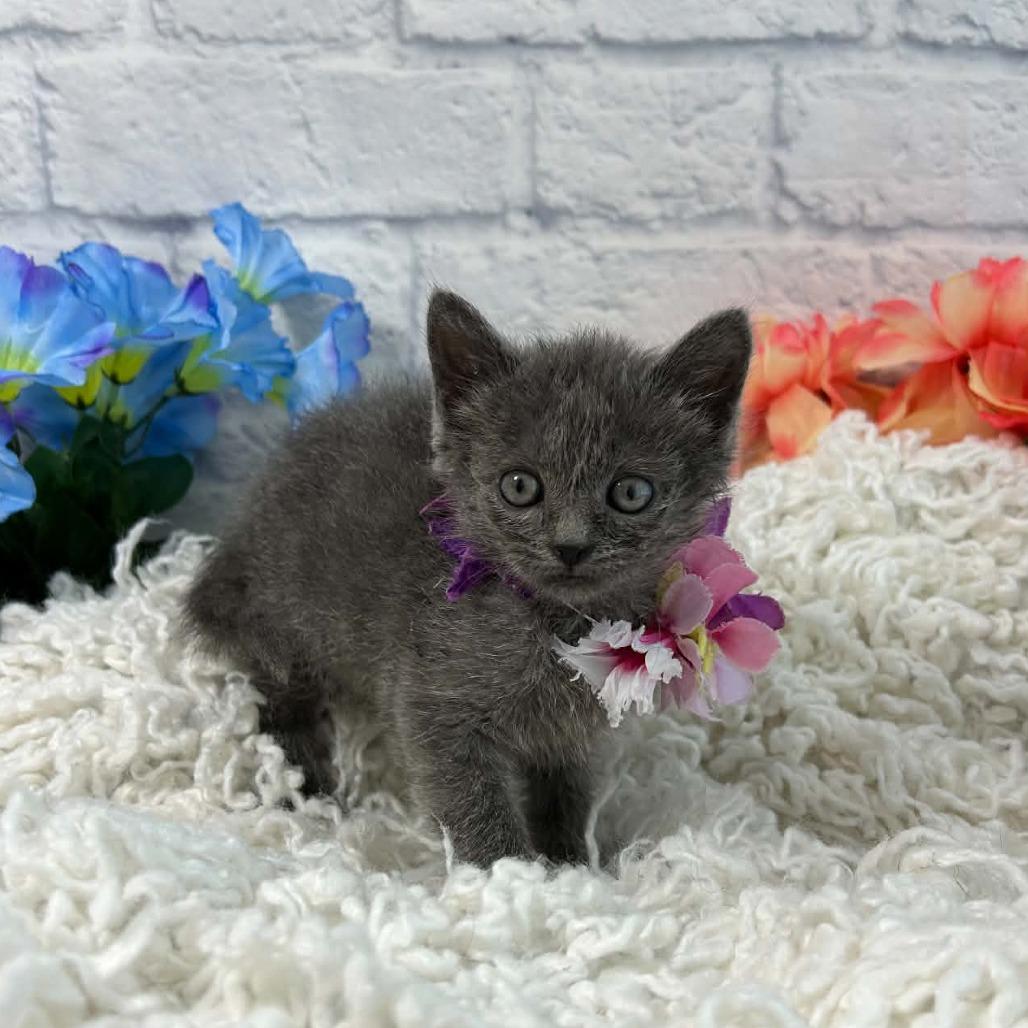 Enlarge Junco, a Adoptable Domestic Short Hair in Harrisonburg, VA image 2/6