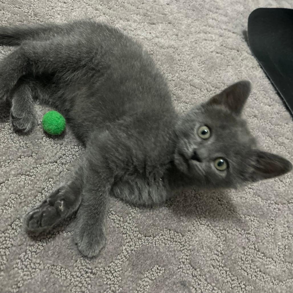 Enlarge Junco, a Adoptable Domestic Short Hair in Harrisonburg, VA image 3/6