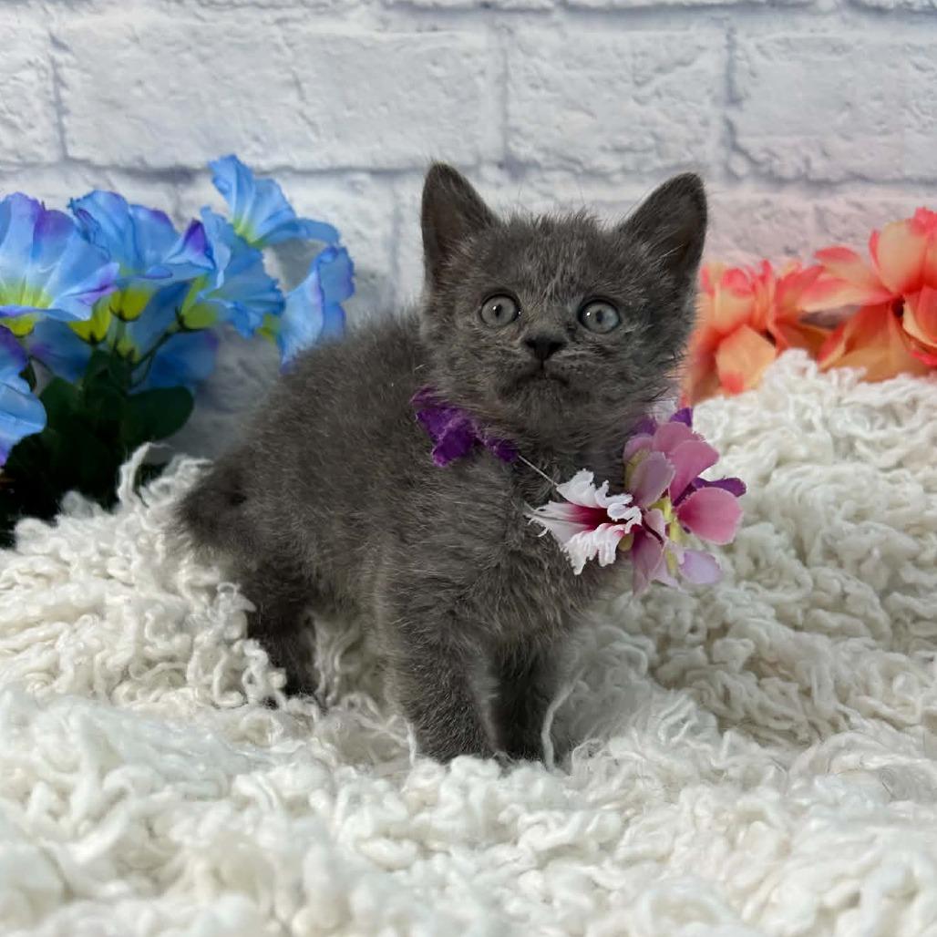 Enlarge Junco, a Adoptable Domestic Short Hair in Harrisonburg, VA image 5/6